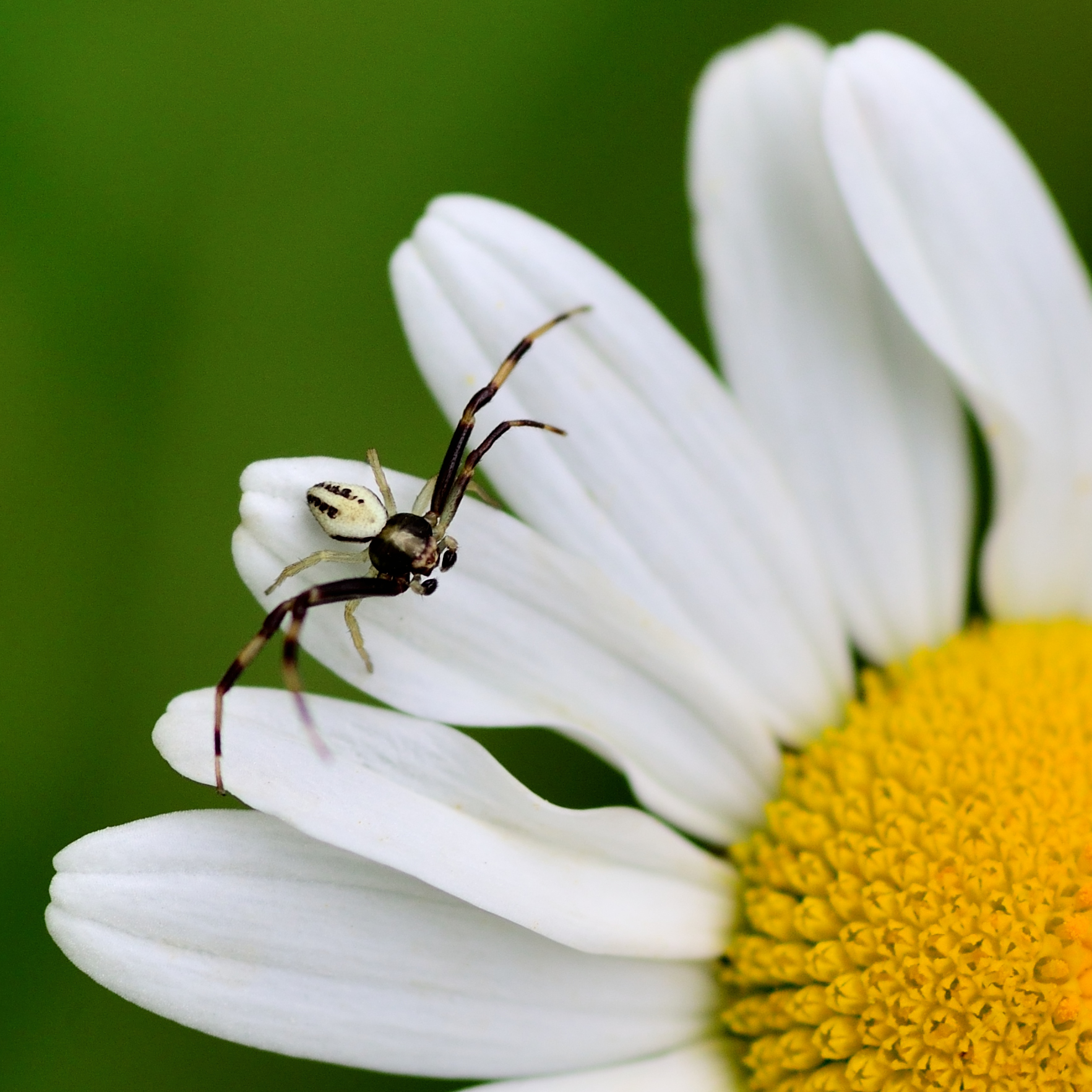 Spider on Margheritona