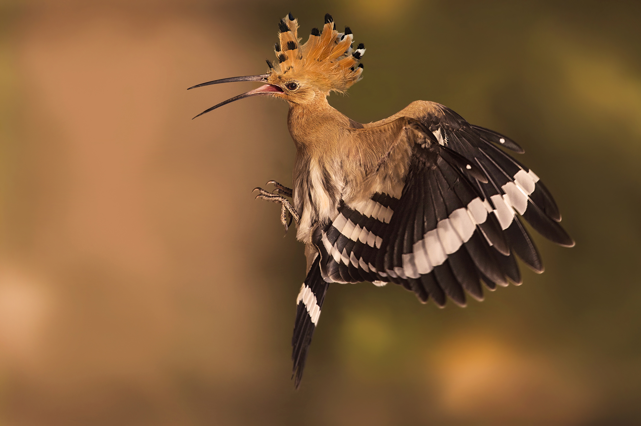 Hoopoe