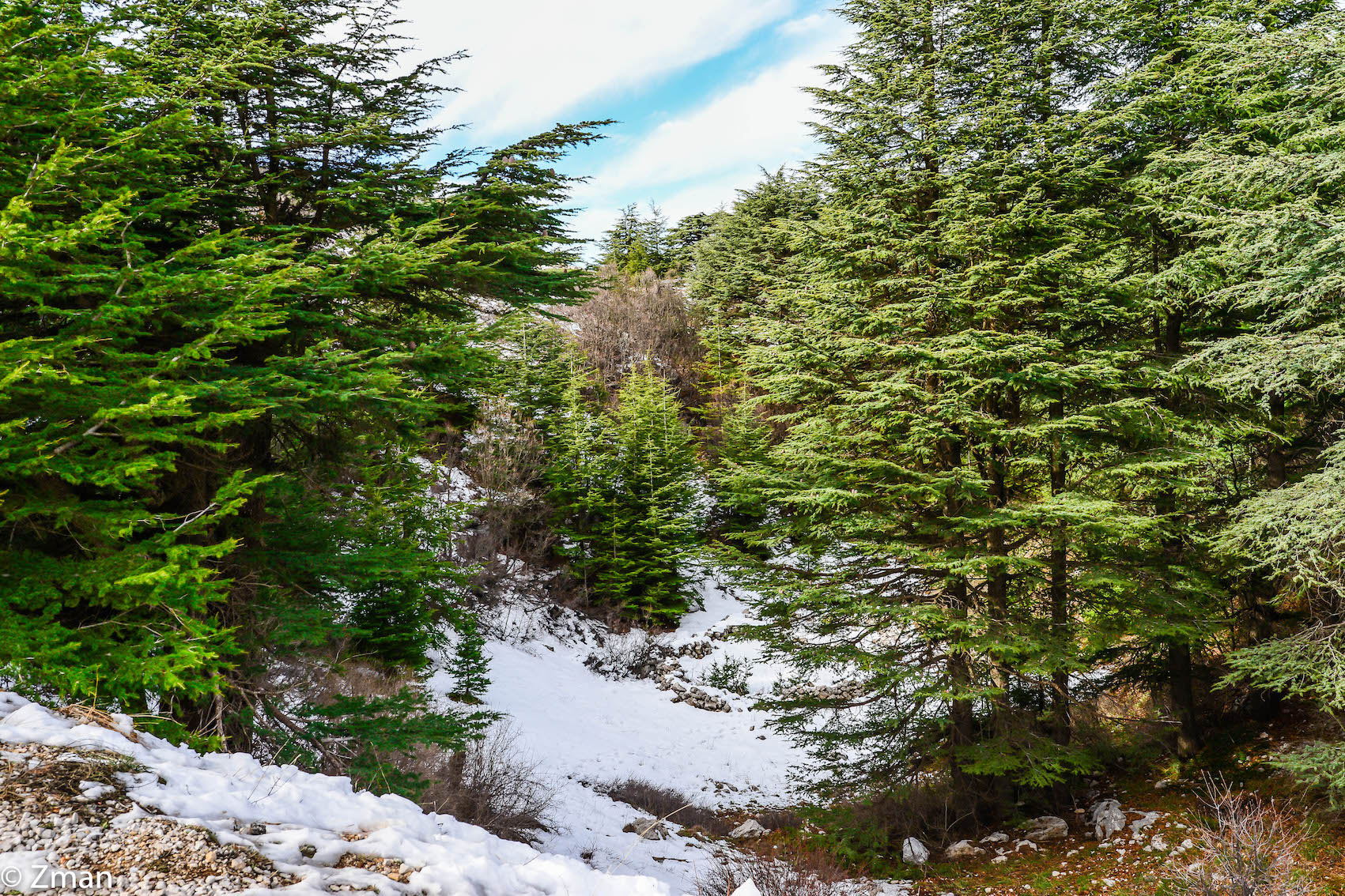 I cedri di al Barouk