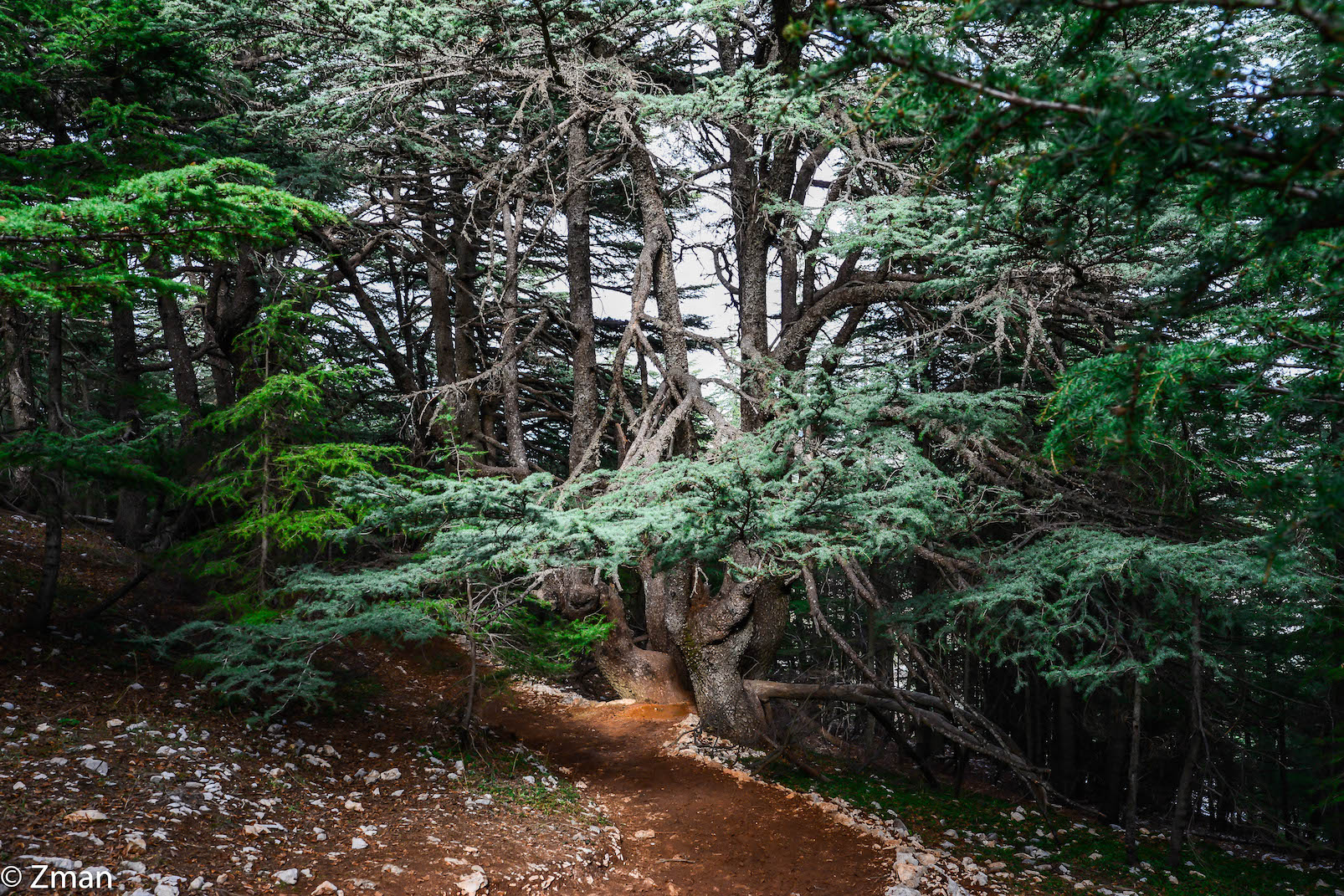 I cedri di al Barouk