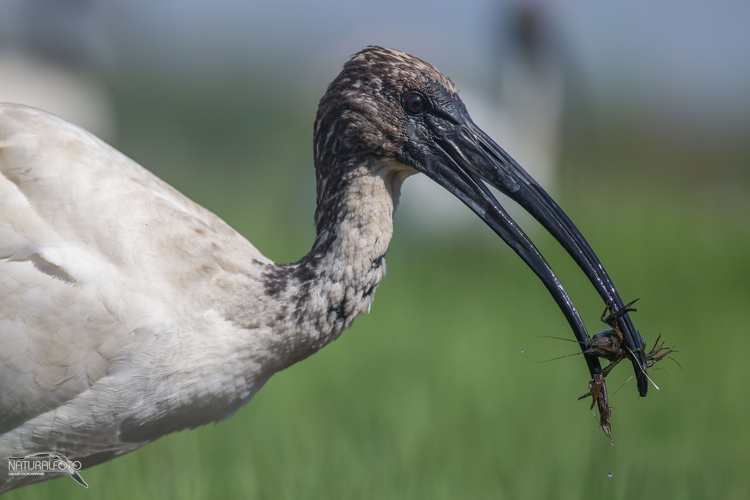 Ibis sacro EOS 6D + 400 5.6 No crop Capanno riva 2