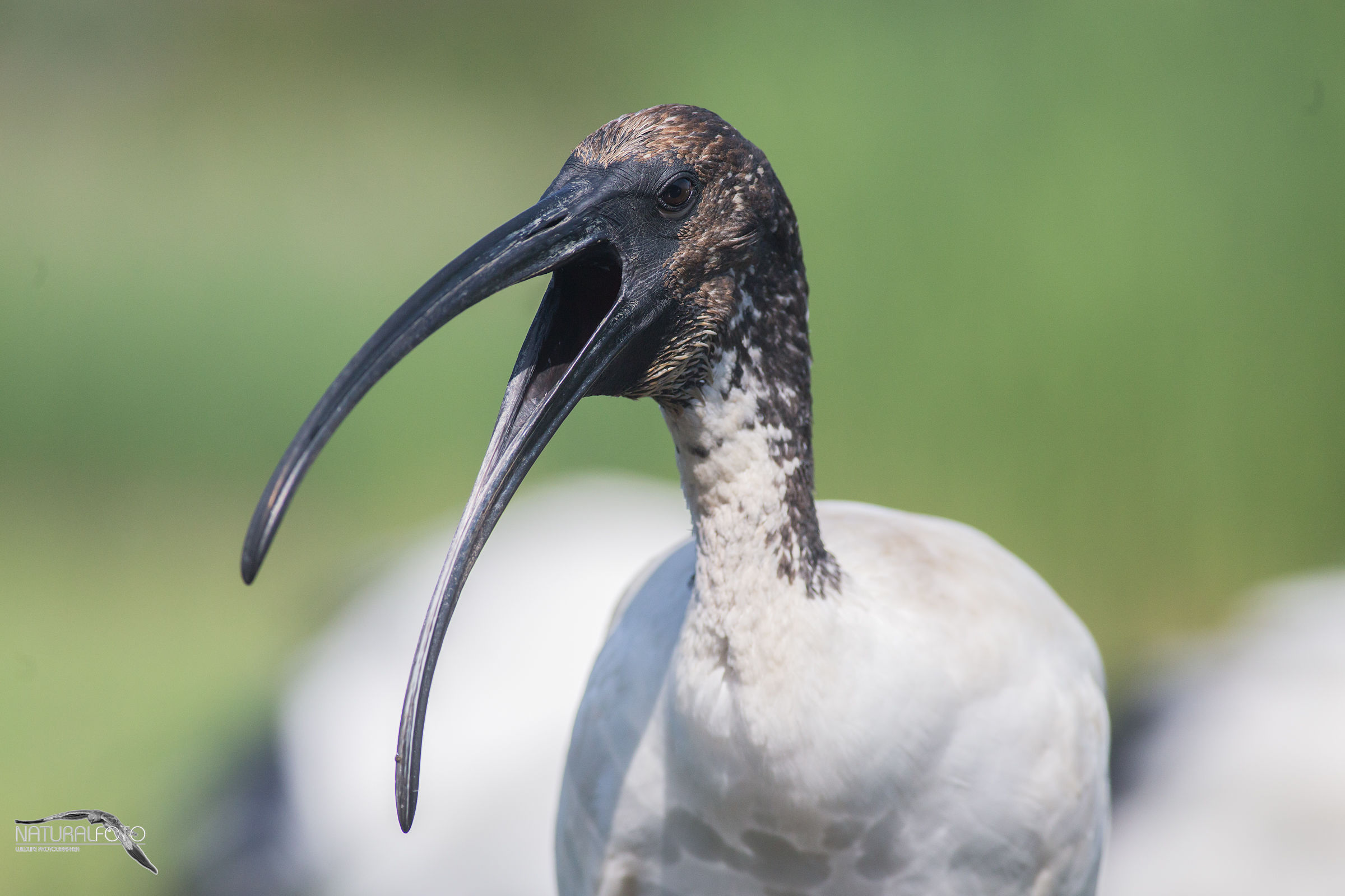 Ibis sacro EOS 6D + 400 5.6 No crop Capanno riva 2