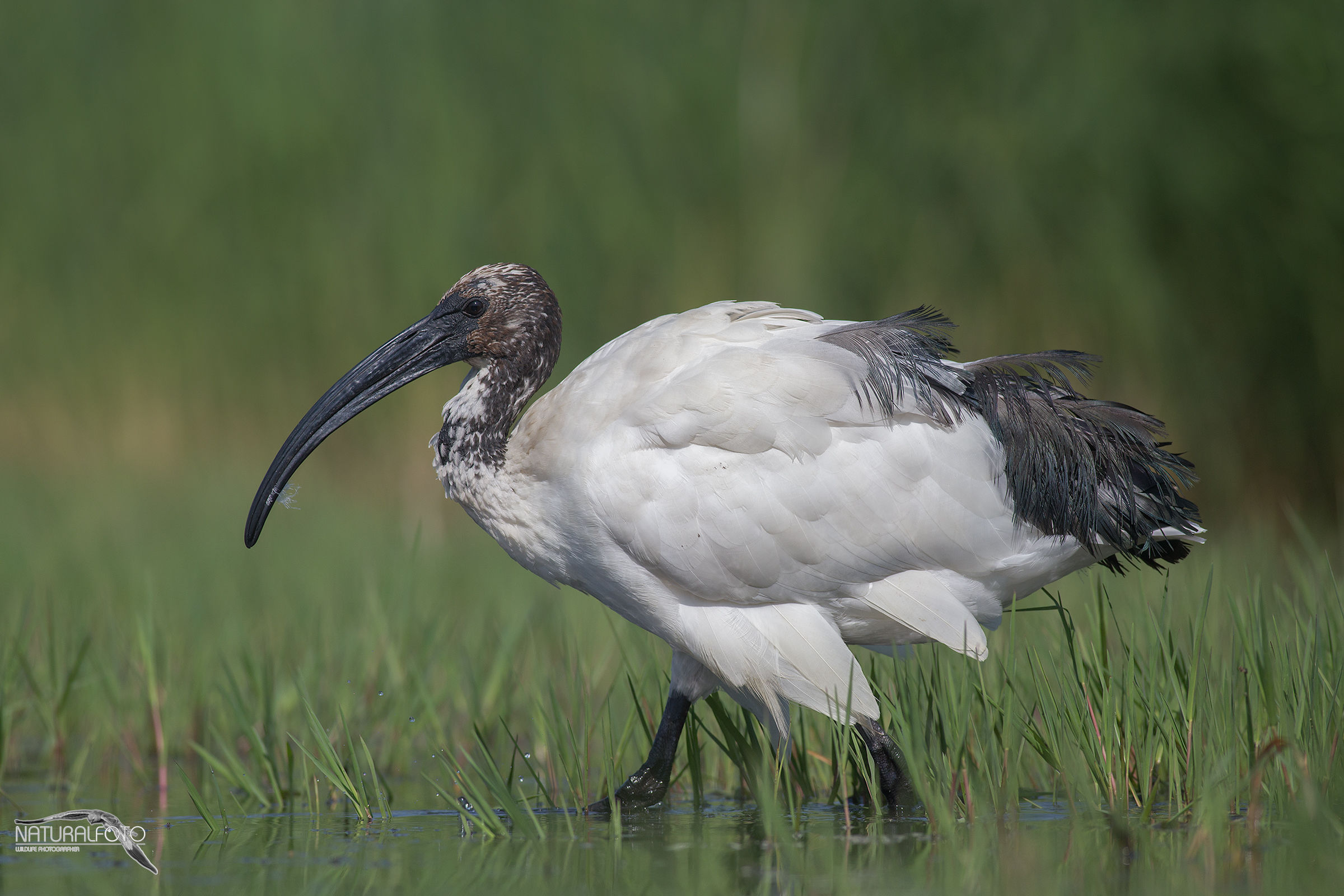 Ibis sacro EOS 6D + 400 5.6 No crop Capanno riva 2