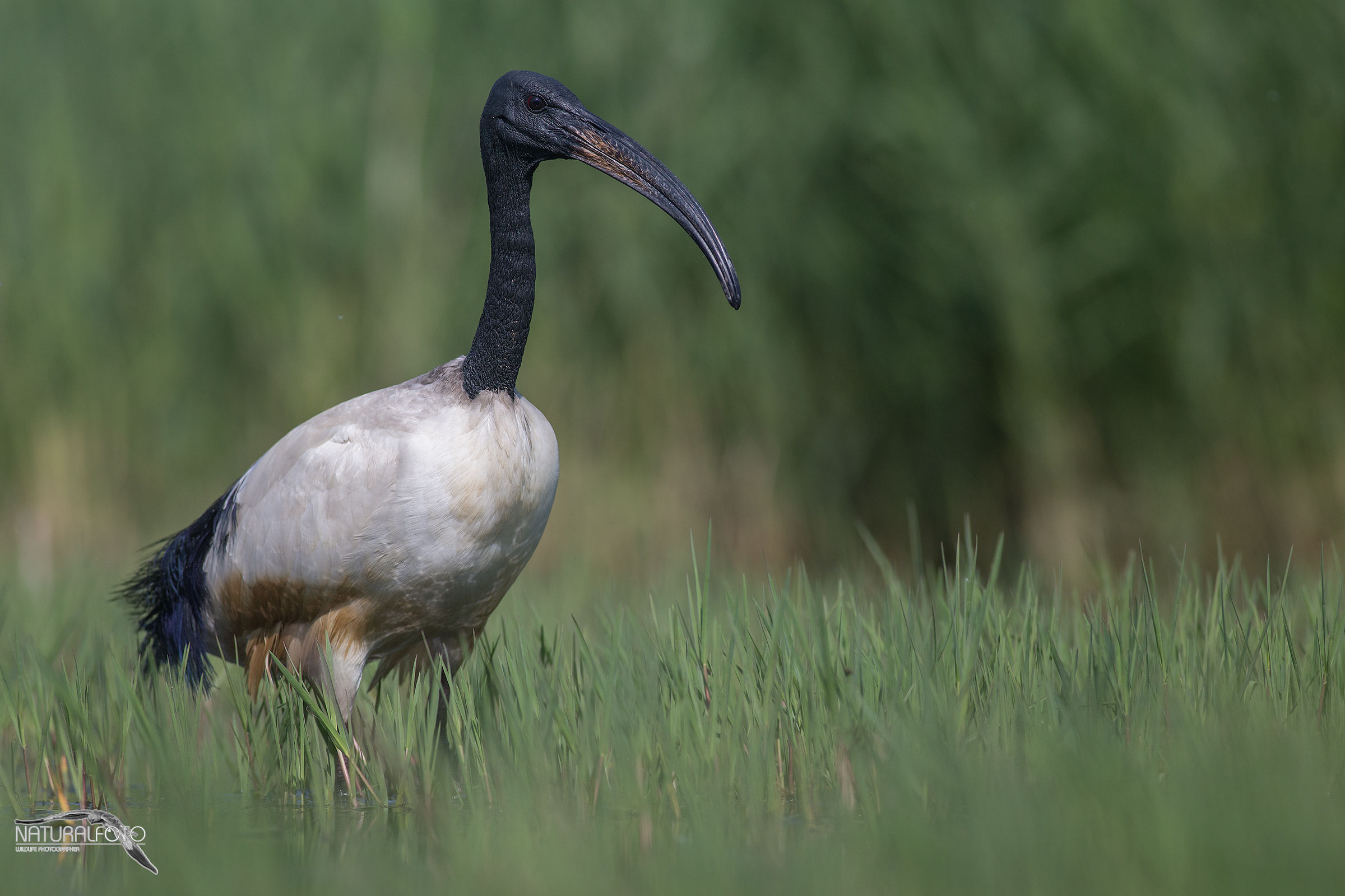 Ibis sacro Adulto No crop Capanno riva 2