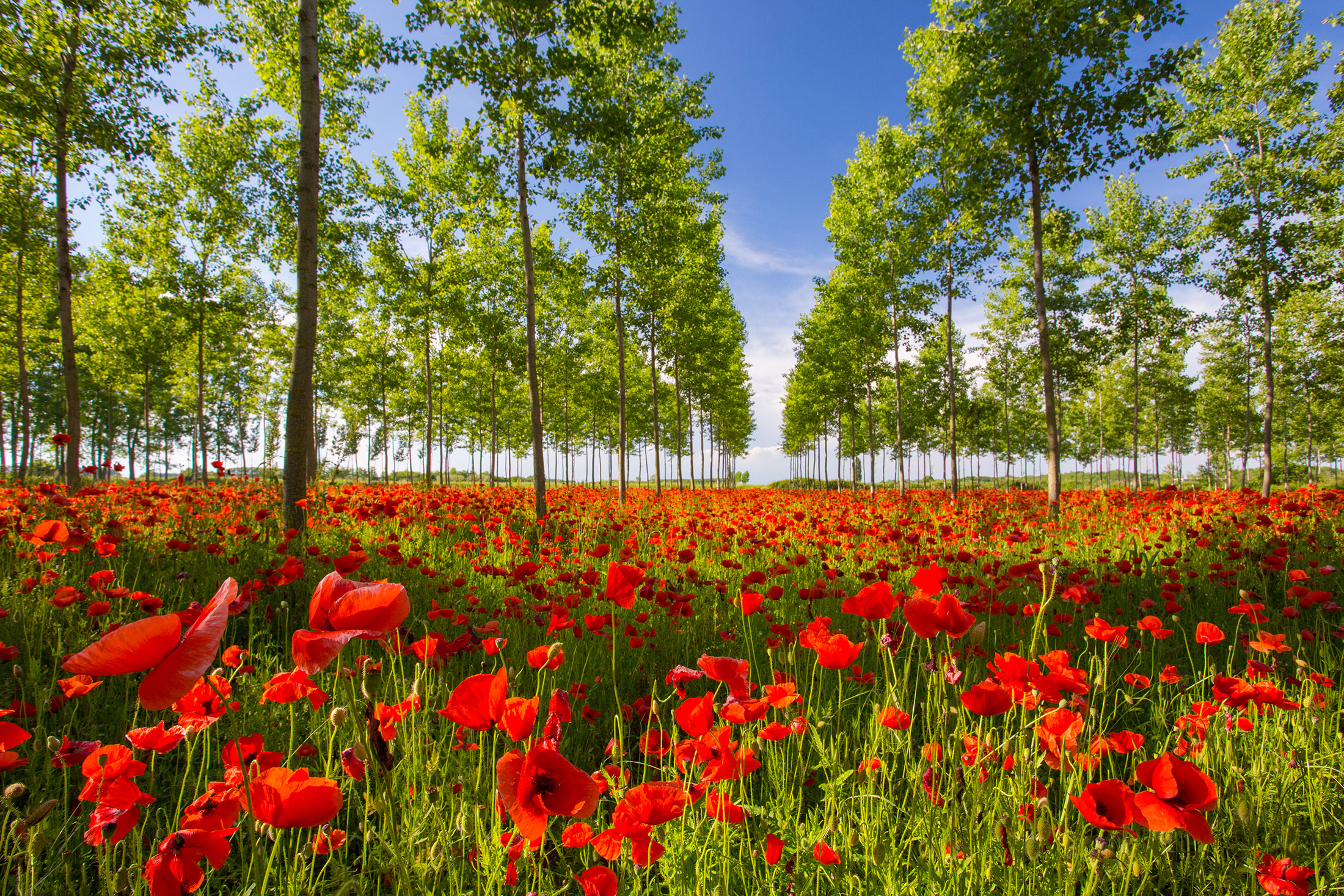 Poppies in the Pioppeto