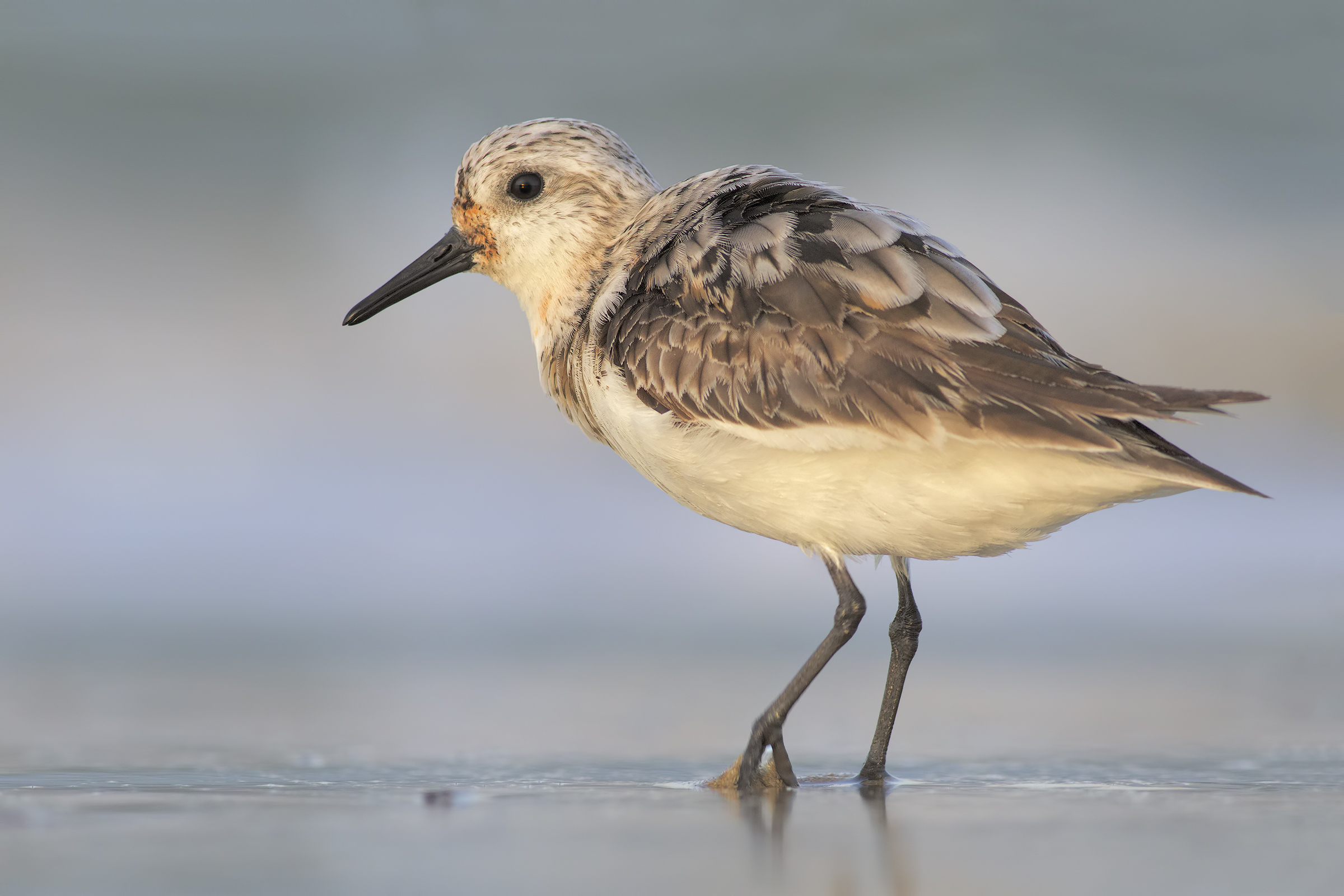 Piovanello tridattilo