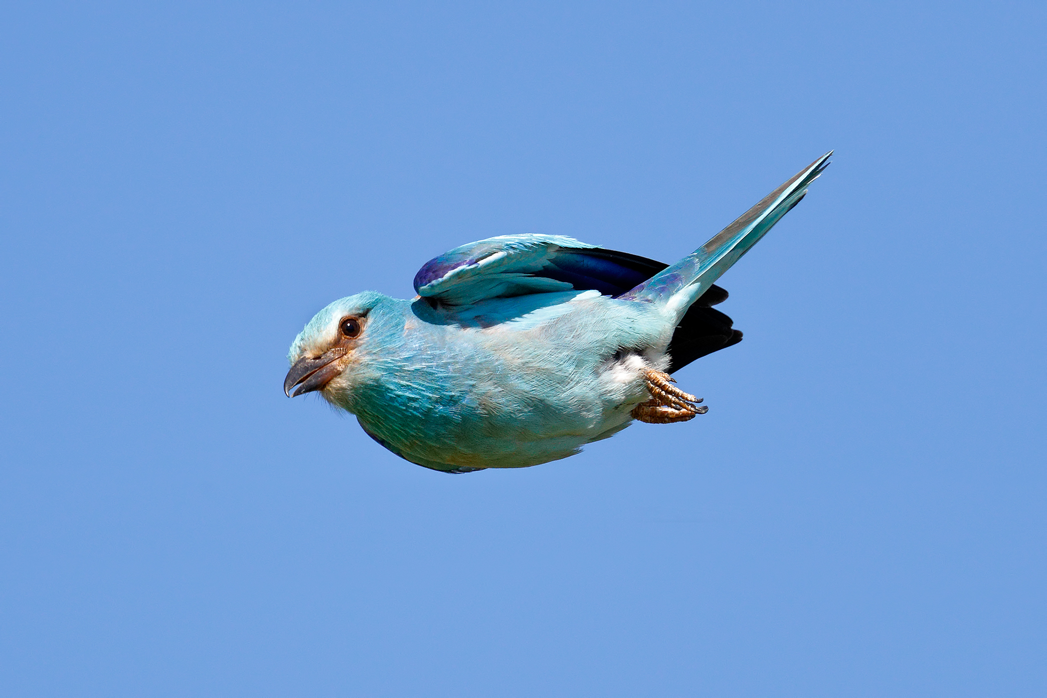 The jump in the vacuum of the Navy Jay