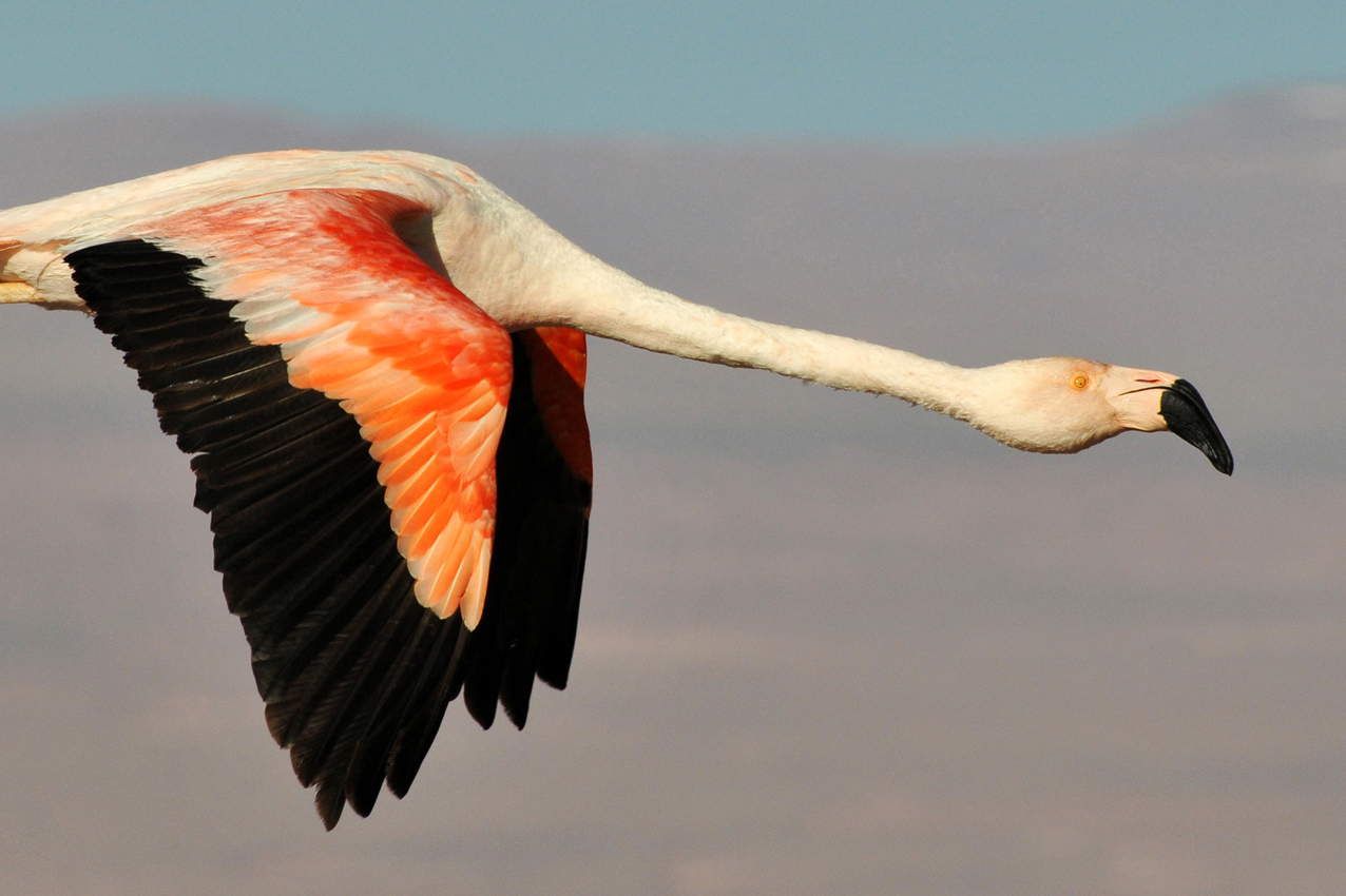 "fenicottero rosa" - laguna Chaxa - Cile