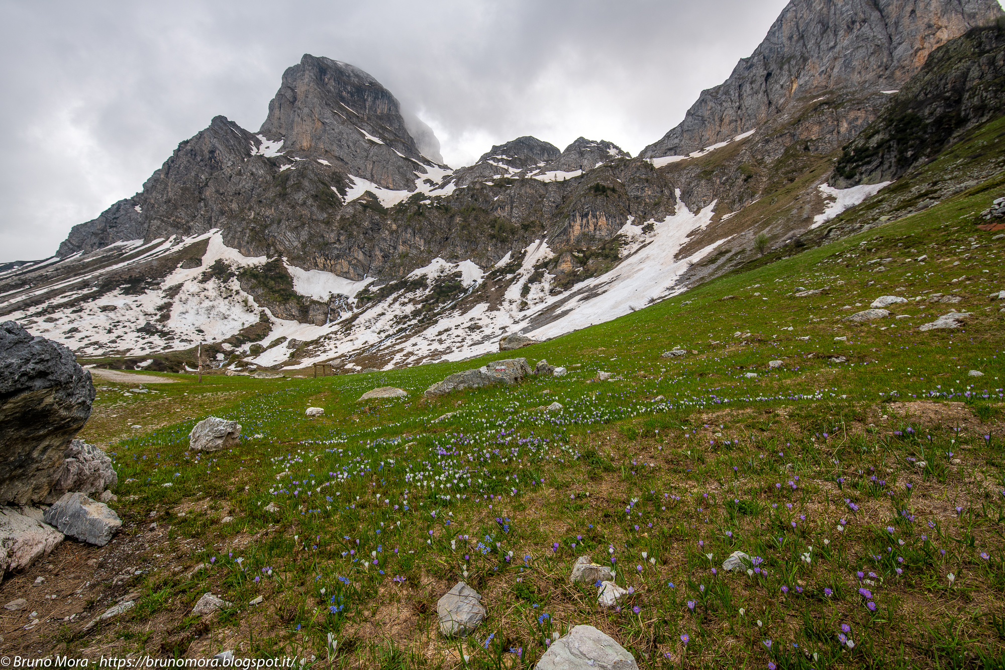 Flowering at 1600 meters