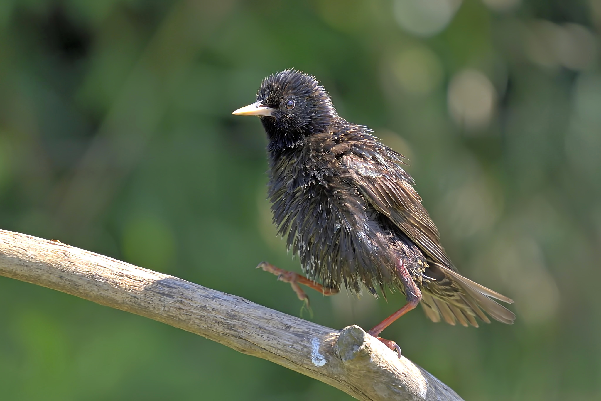 Reversal Dancer Ruffled