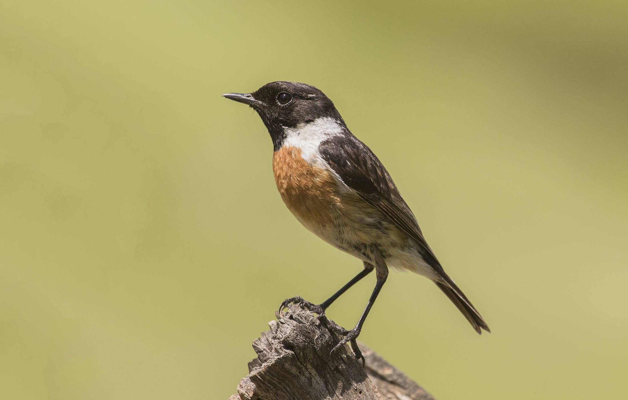 Stonechat M in reproductive dress
