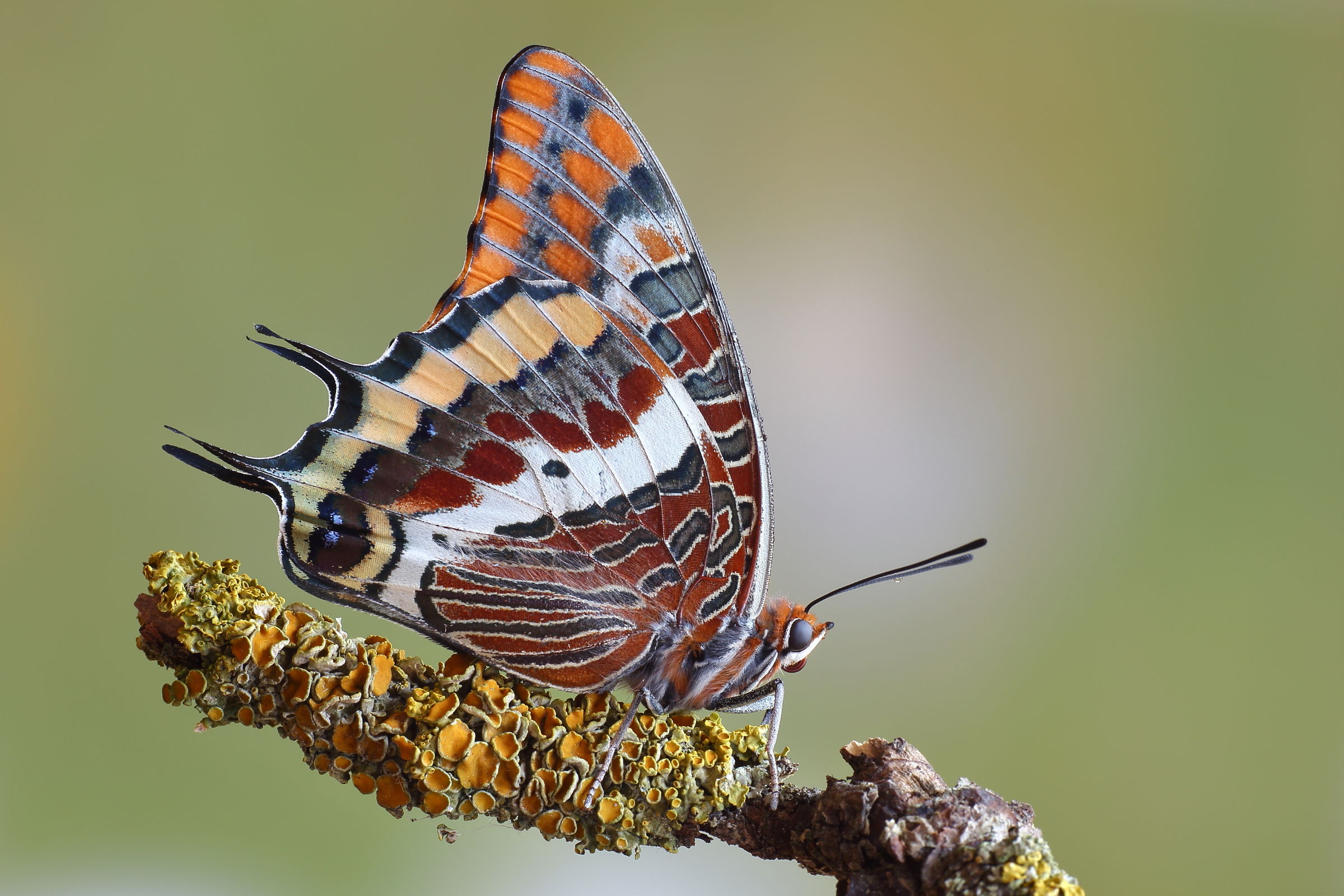 Ninfa del corbezzolo