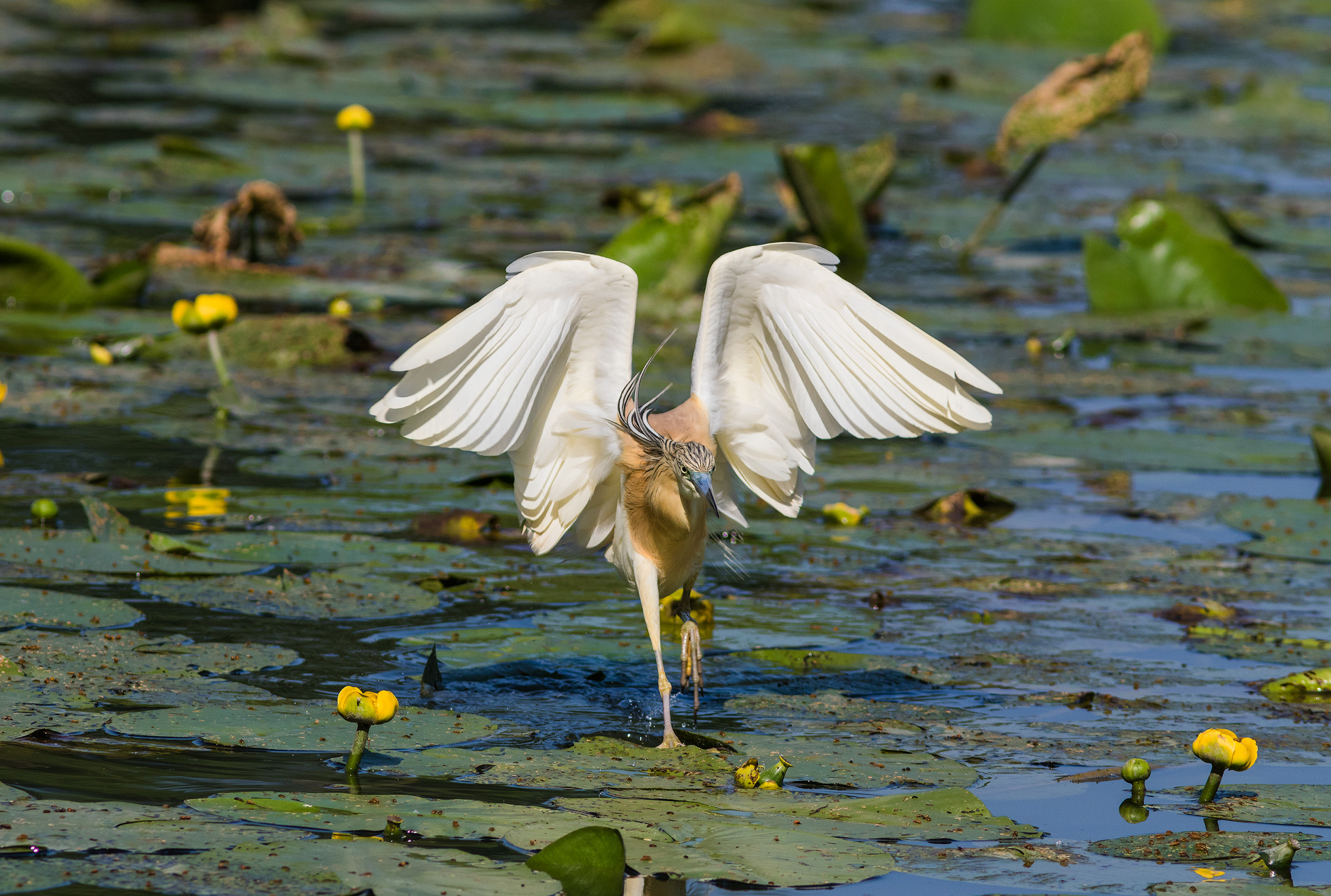 La sgarza dal kimono d' oro