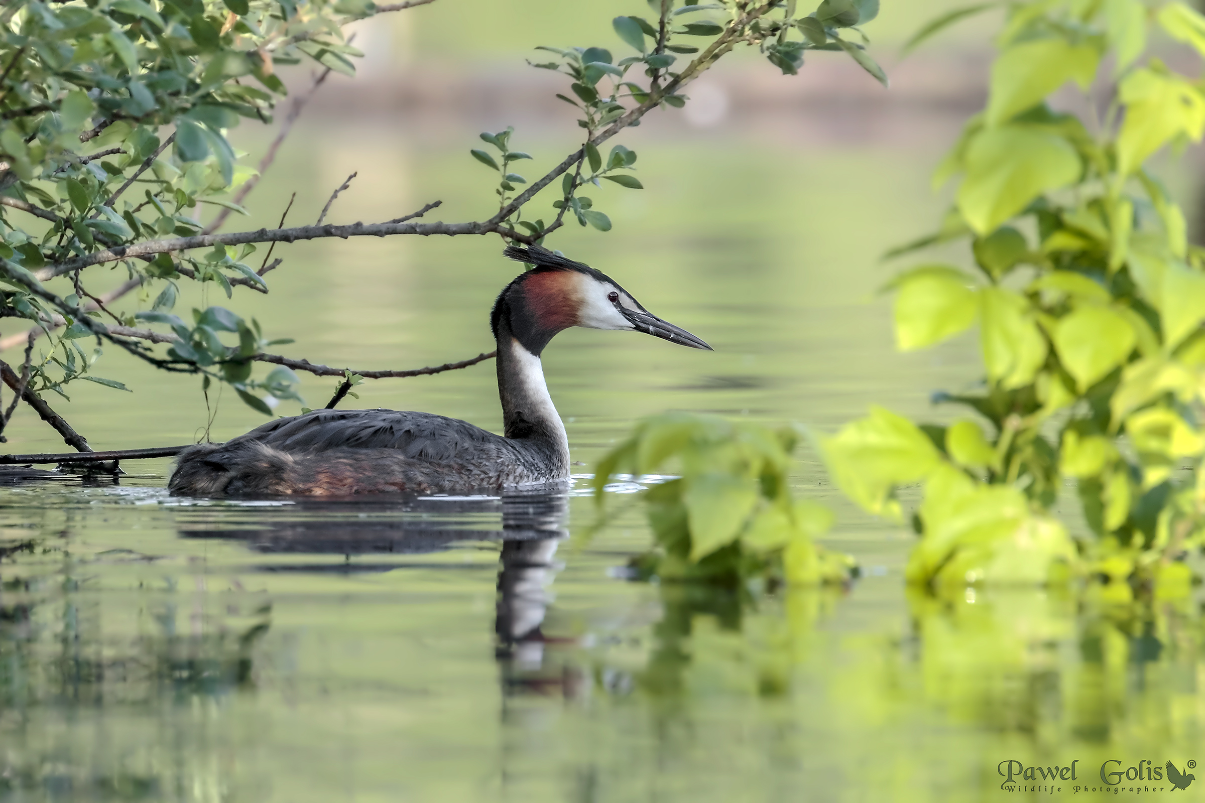 Grande crestato Svasso (Podiceps cristatus)