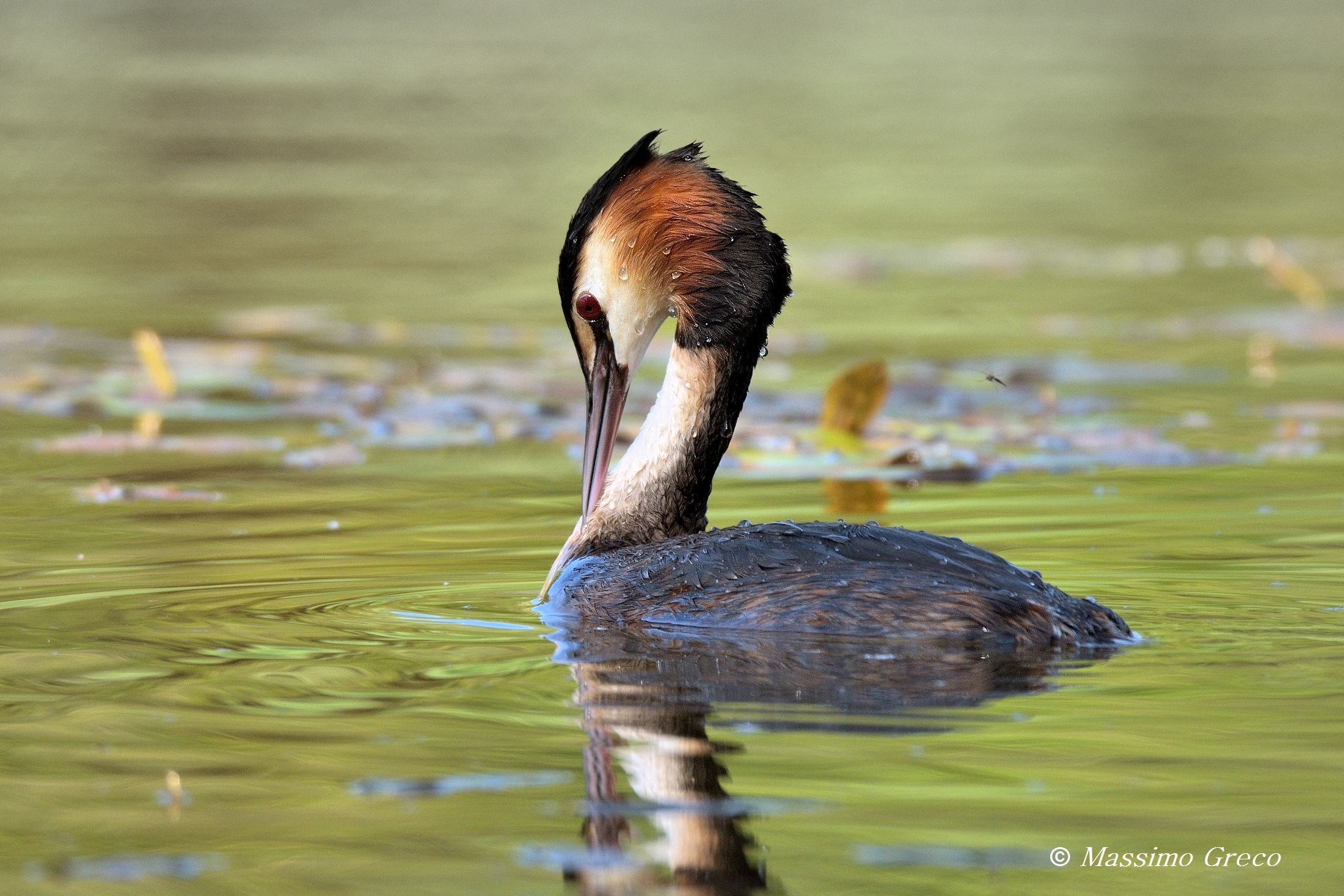 Grebe Major