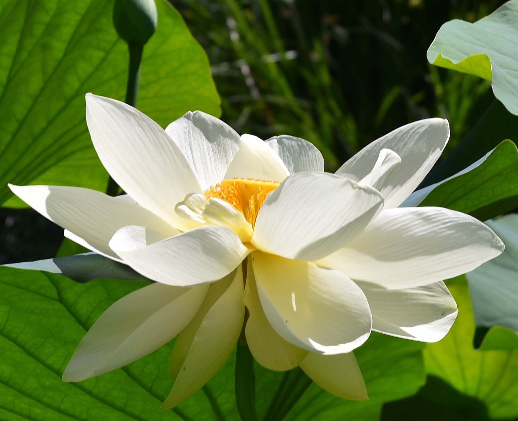 Lotus Flower