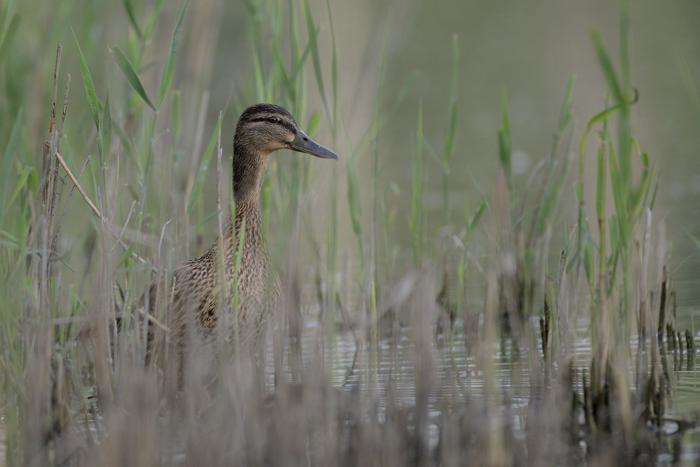 Mamma germana di vedetta