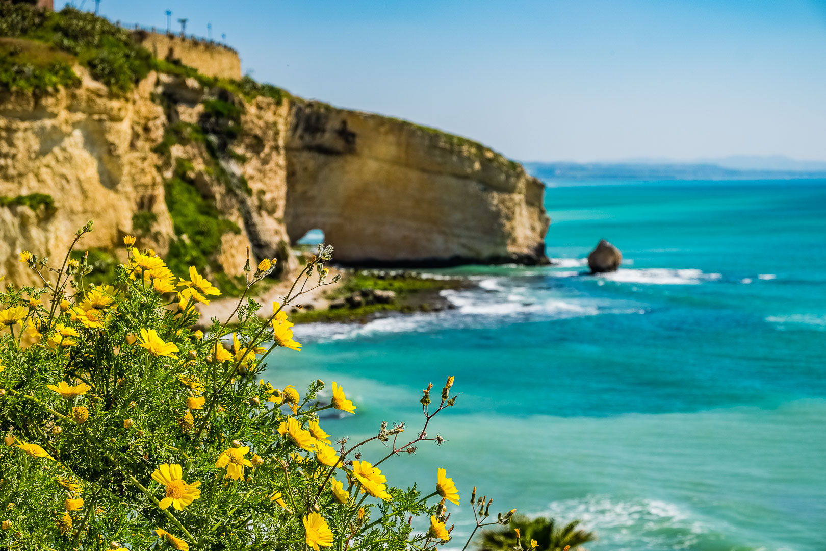Le margherite di Sciacca