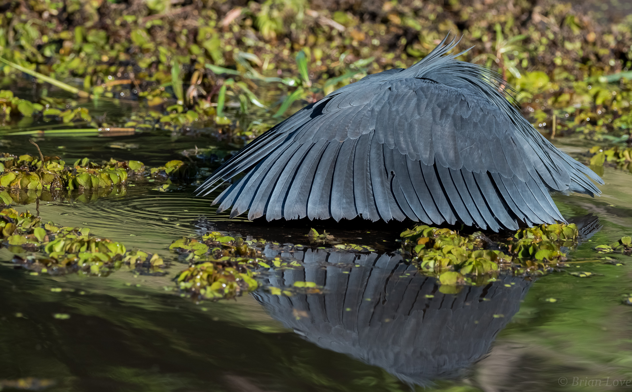 Modalità Stealth! Black Heron caccia posa!