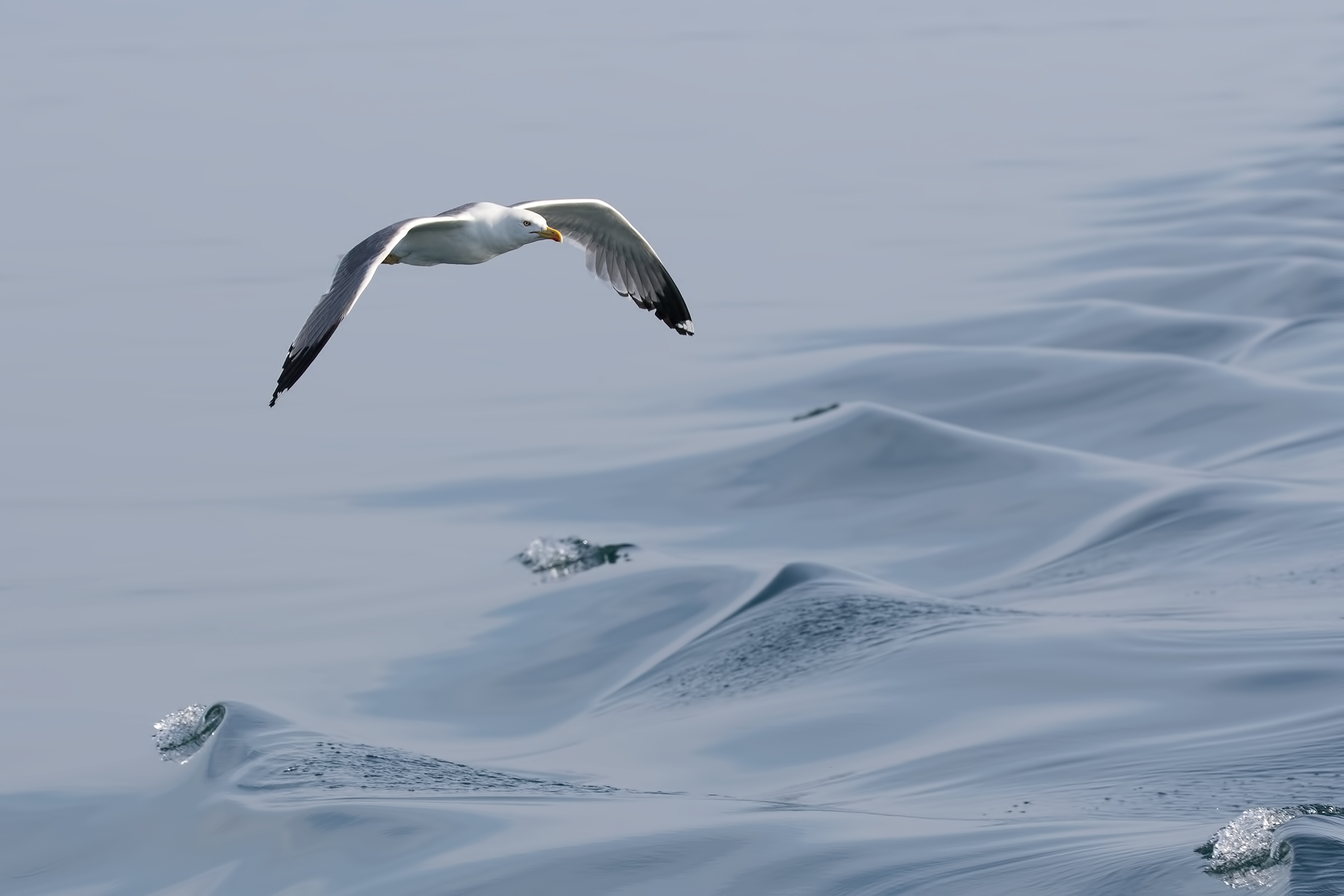 Coastal Trip - Viareggio 2018