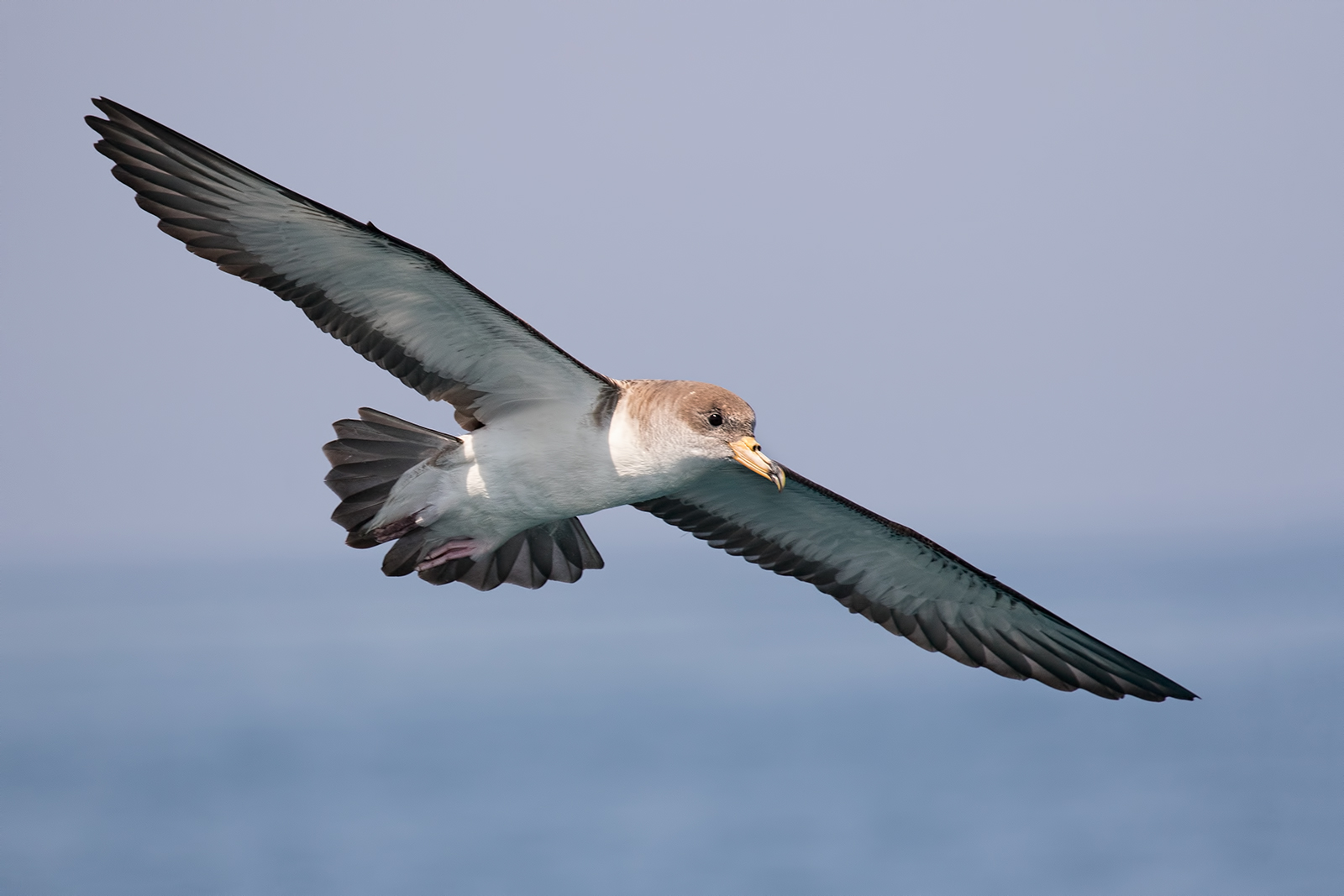 Coastal Trip - Viareggio 2018