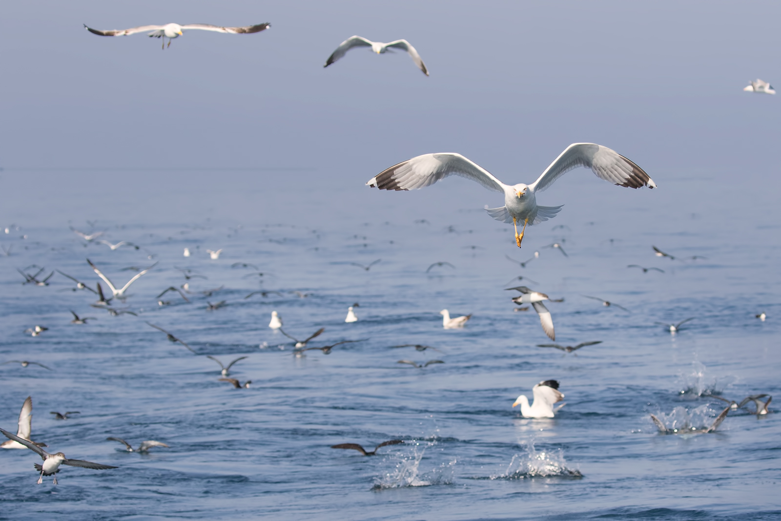 Coastal Trip - Viareggio 2018