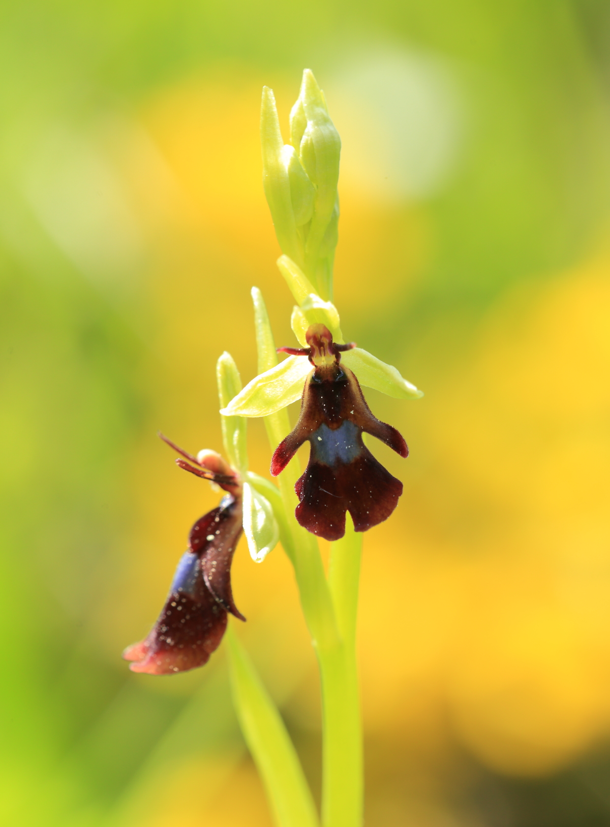 Ophrys insectifera