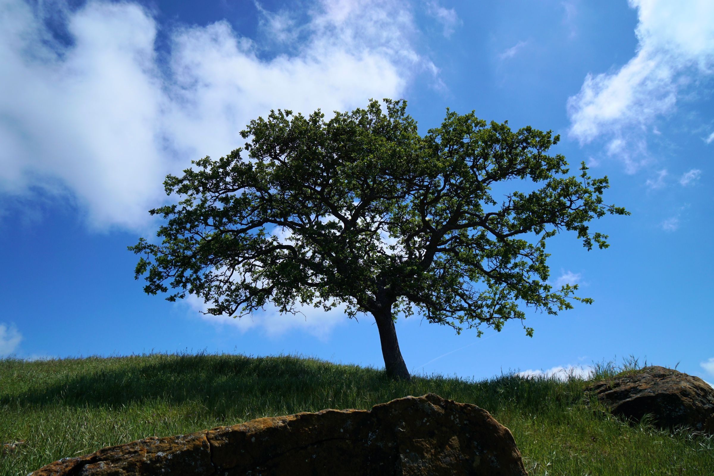 The highest point of the Black Mine Hills