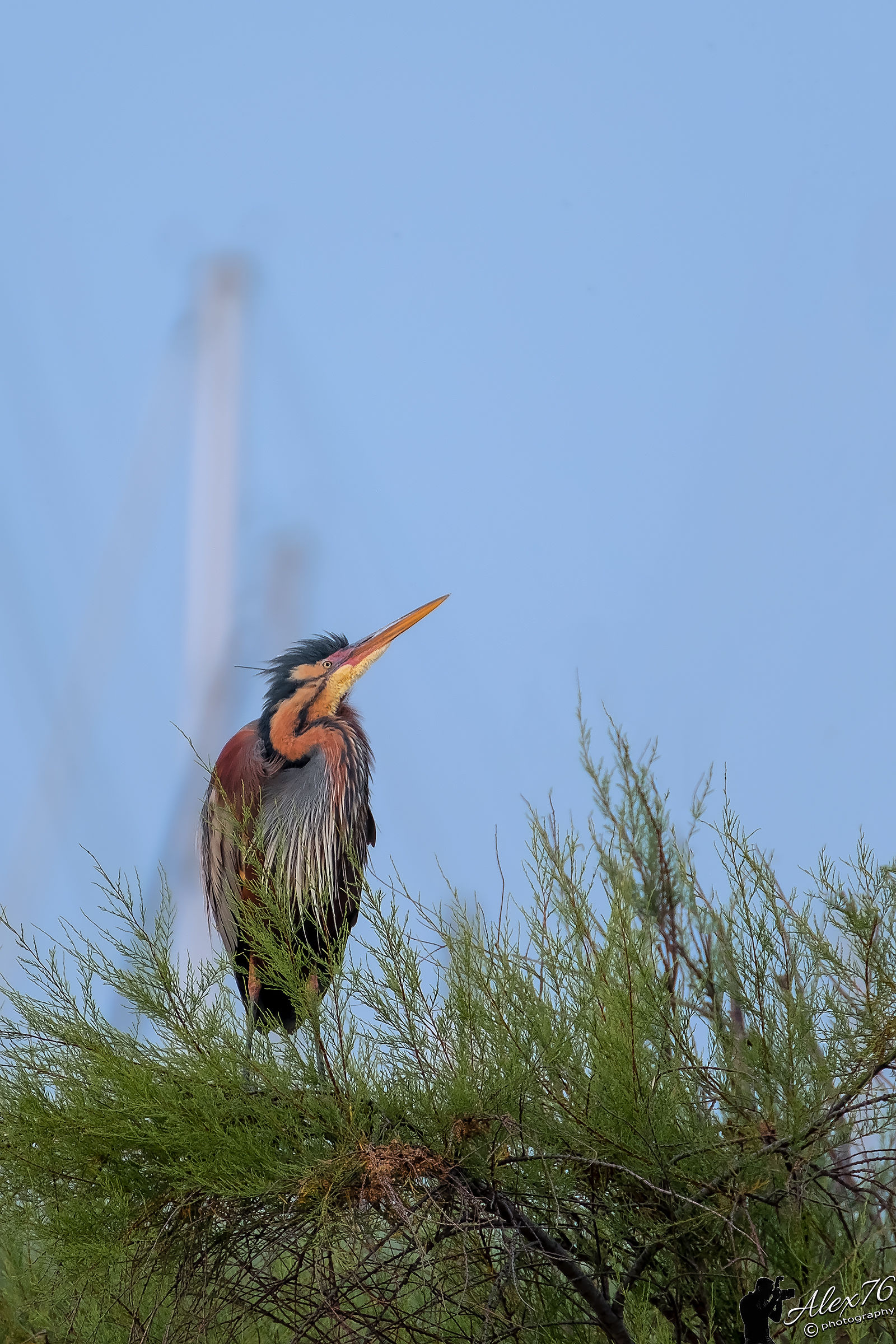 Airone Rosso, sempre troppo lontano (70 metri circa)
