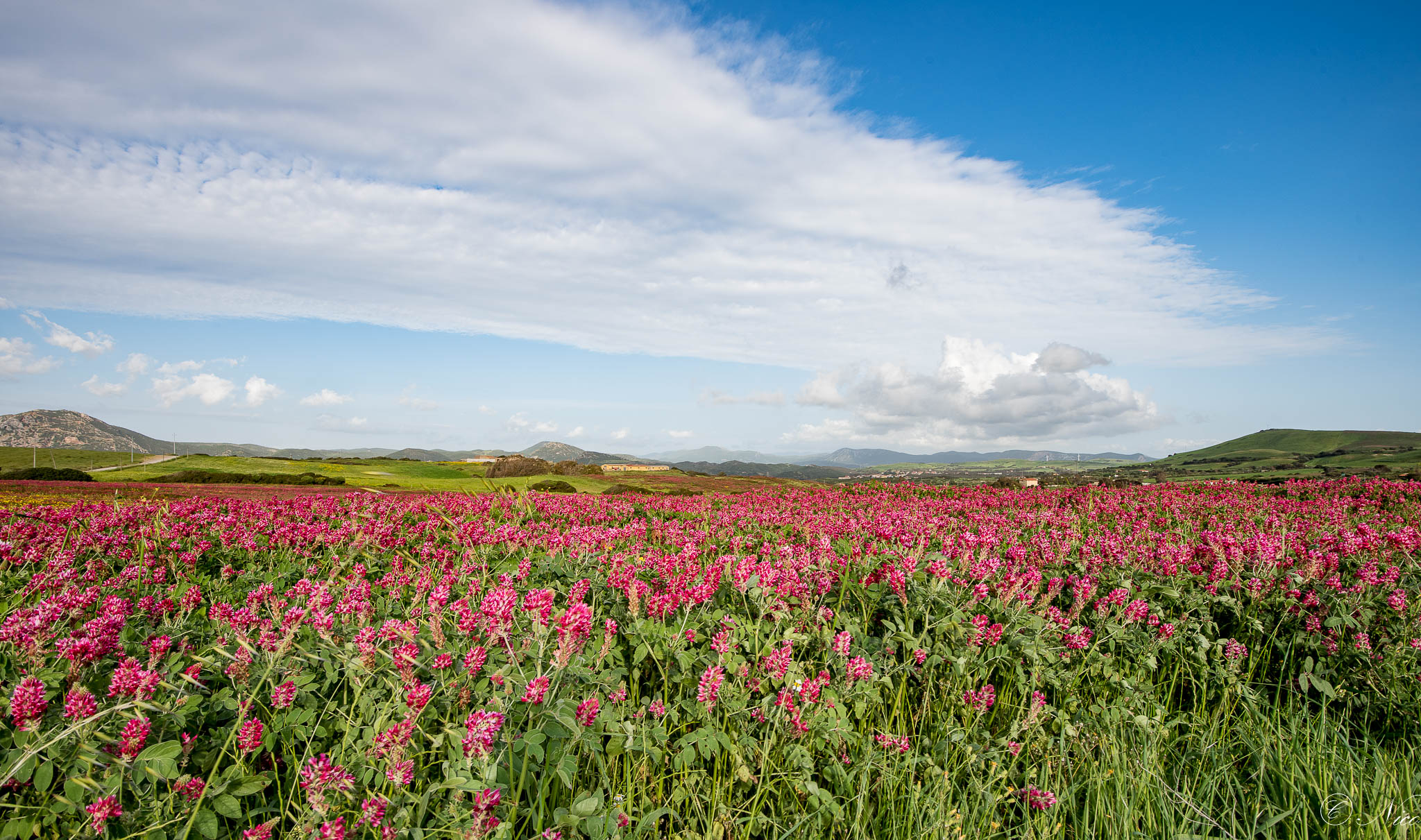 Flowering Meadows