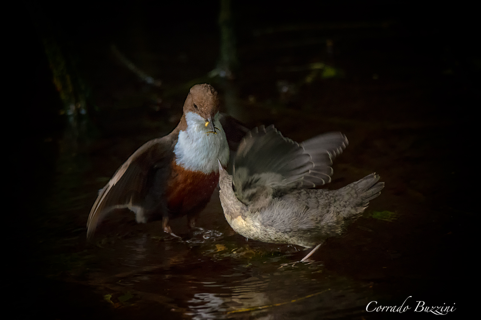Merlo acquaiolo imbeccata