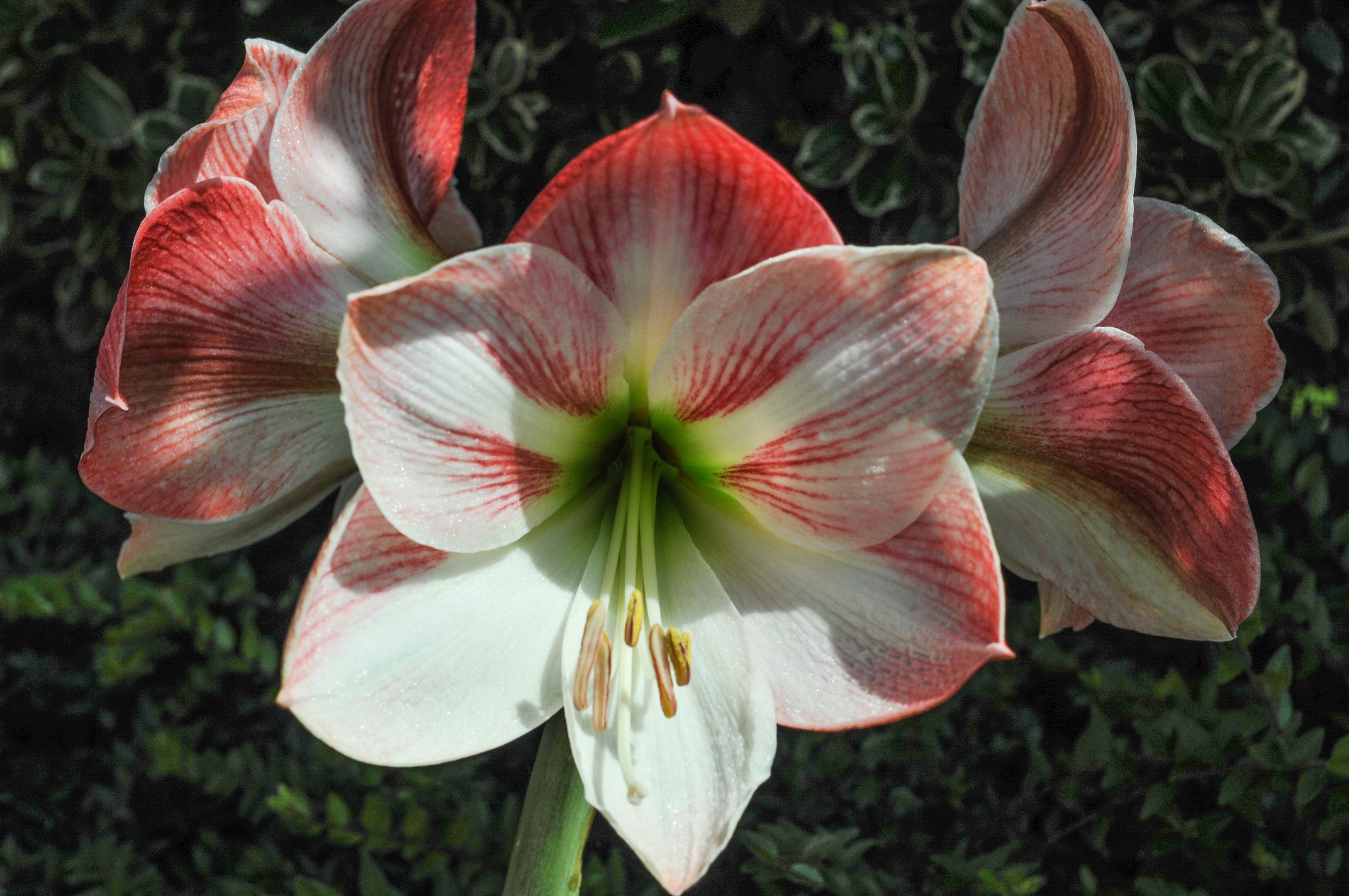 Amaryllis