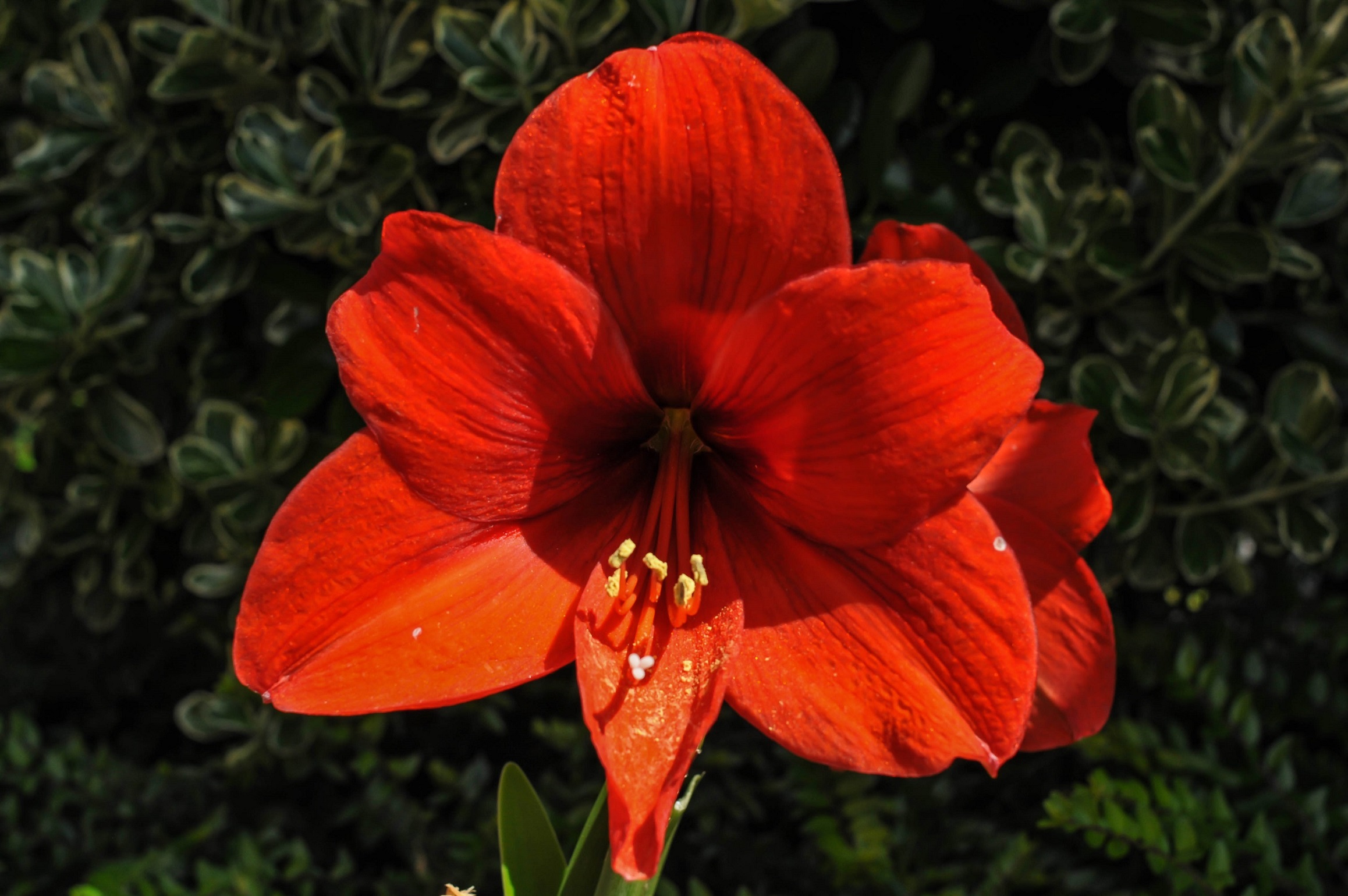 Amaryllis
