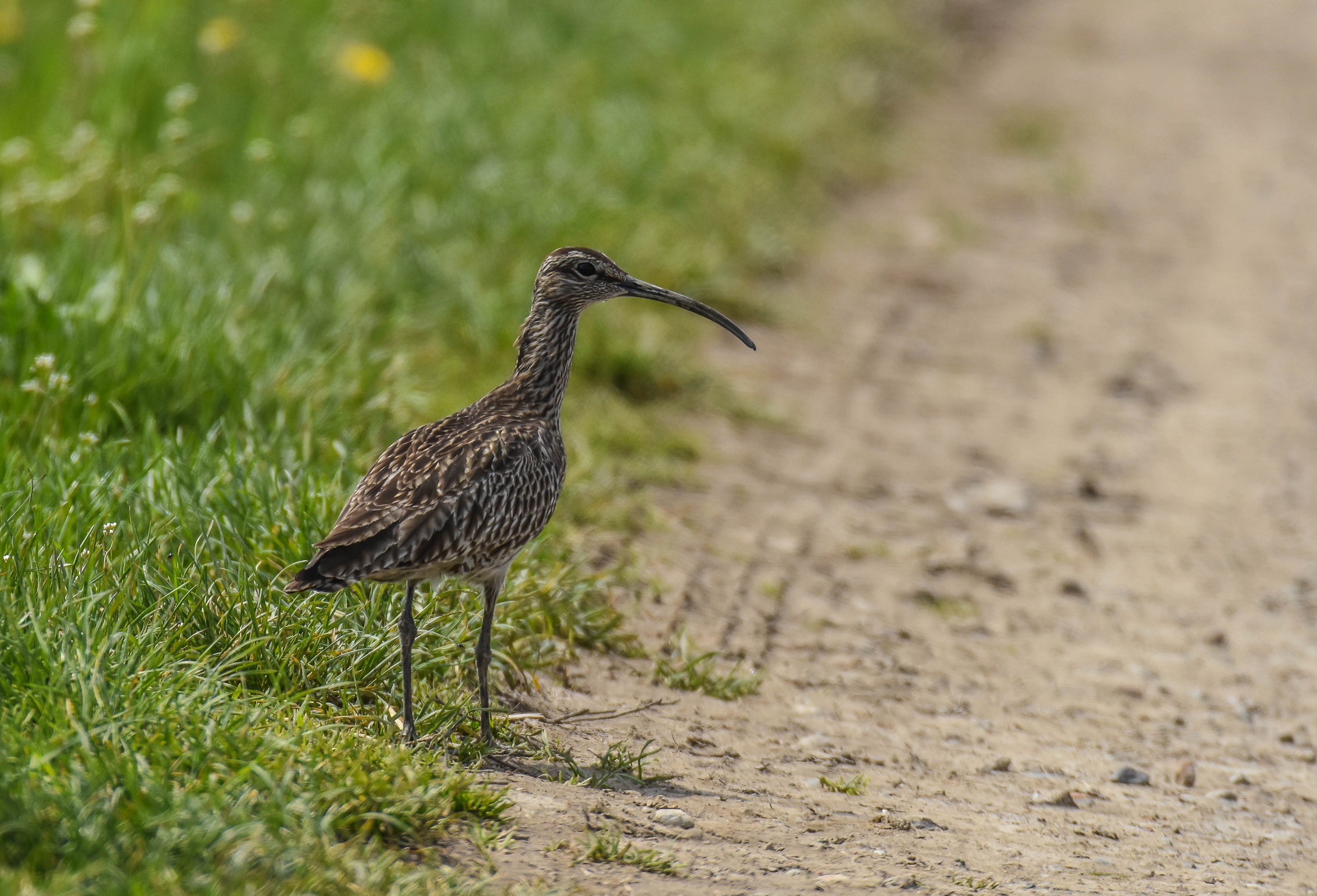 Curlew