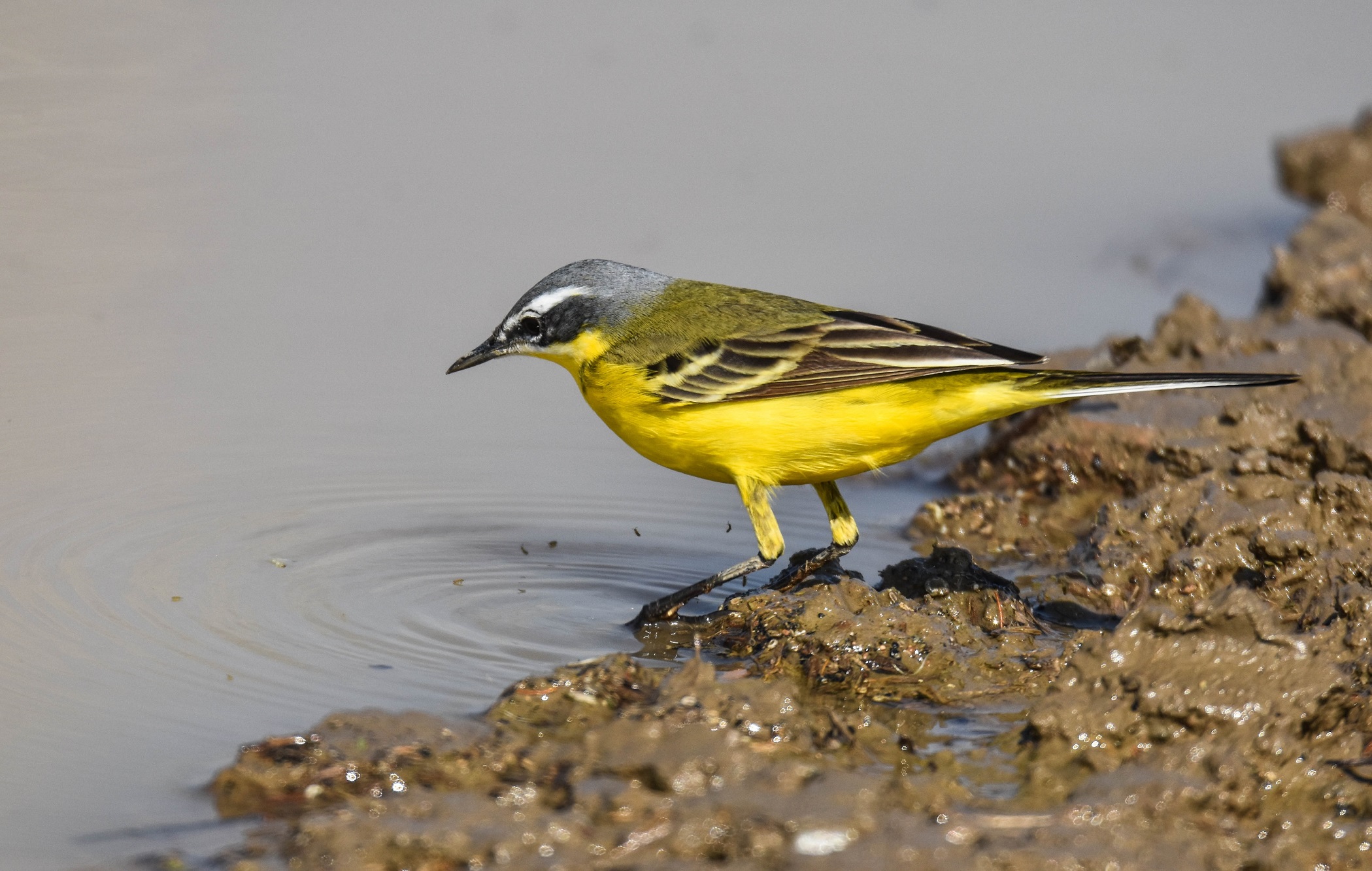 Wagtail