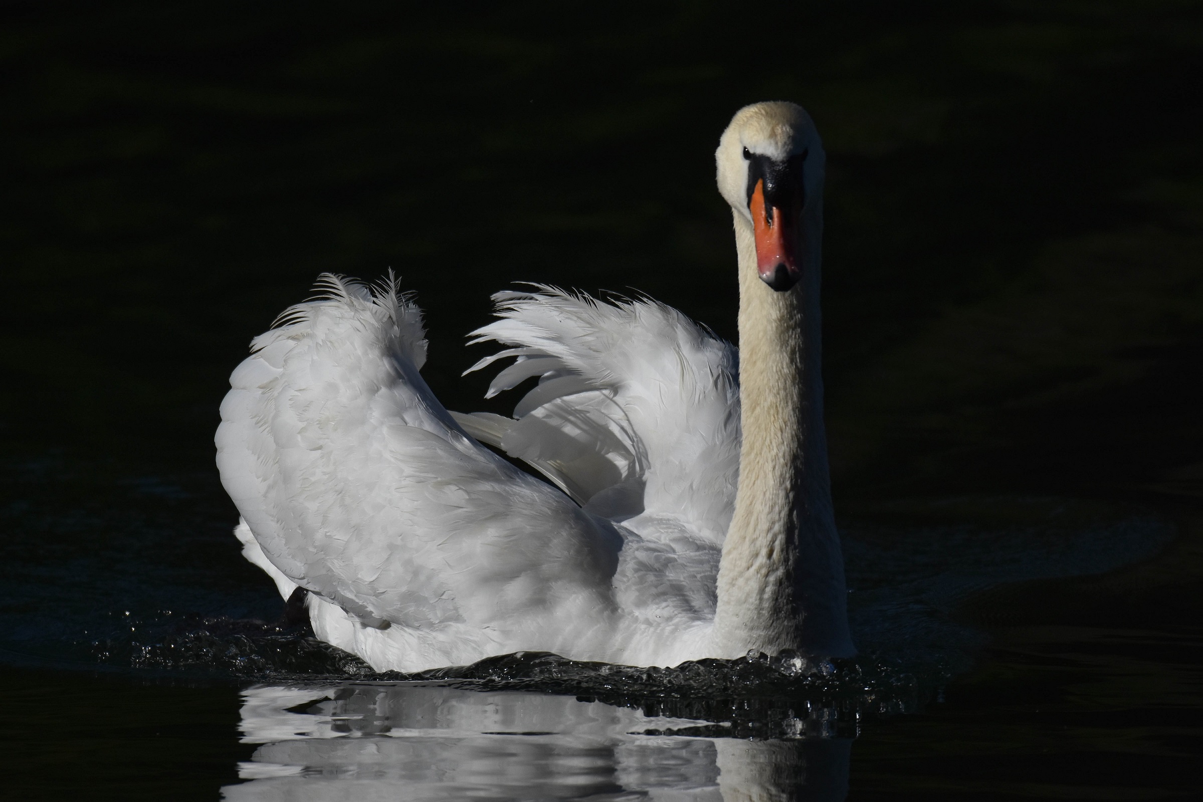 Swan