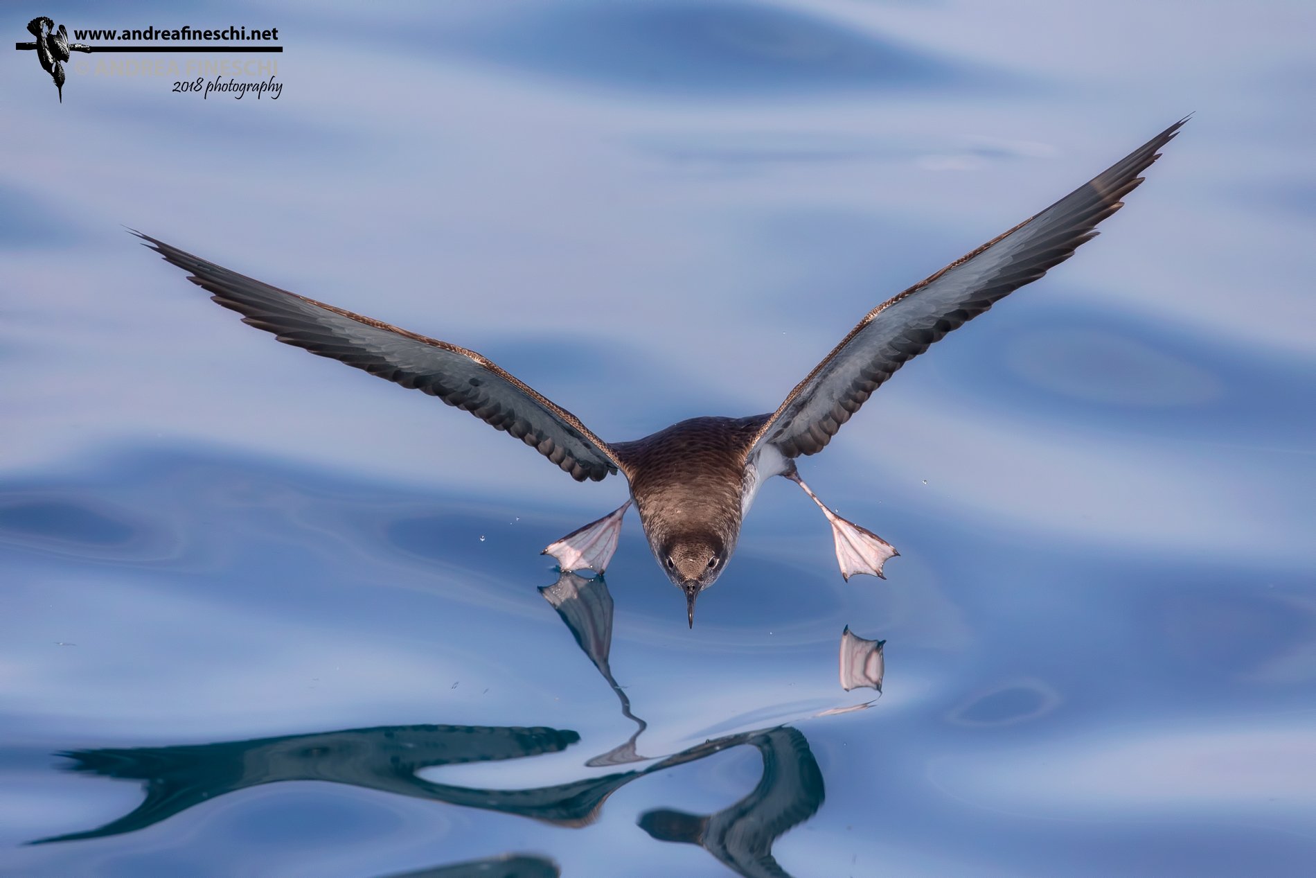 Berta minore in tuffo