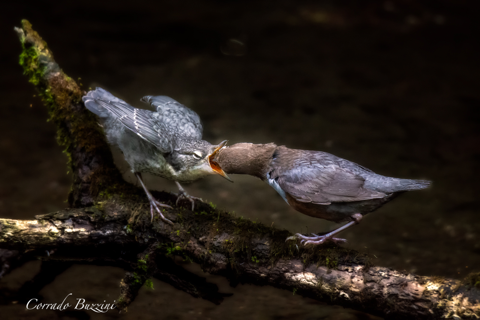 Merlo Acquaiolo Imbeccata