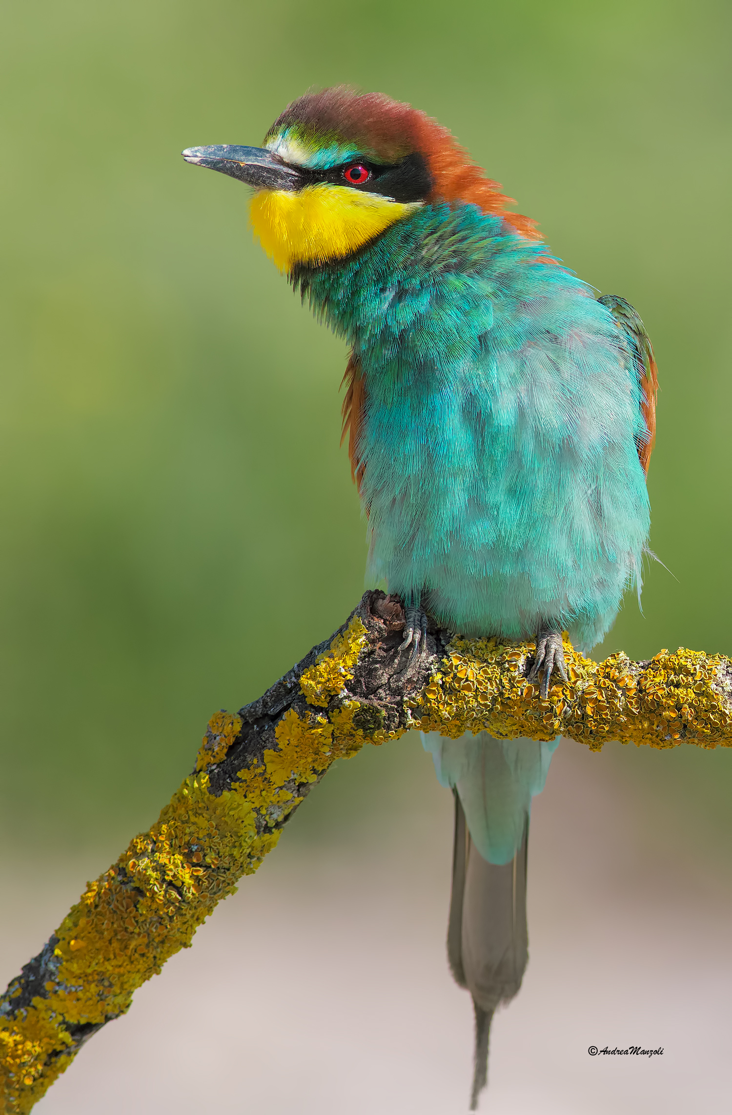 Bee-eater
