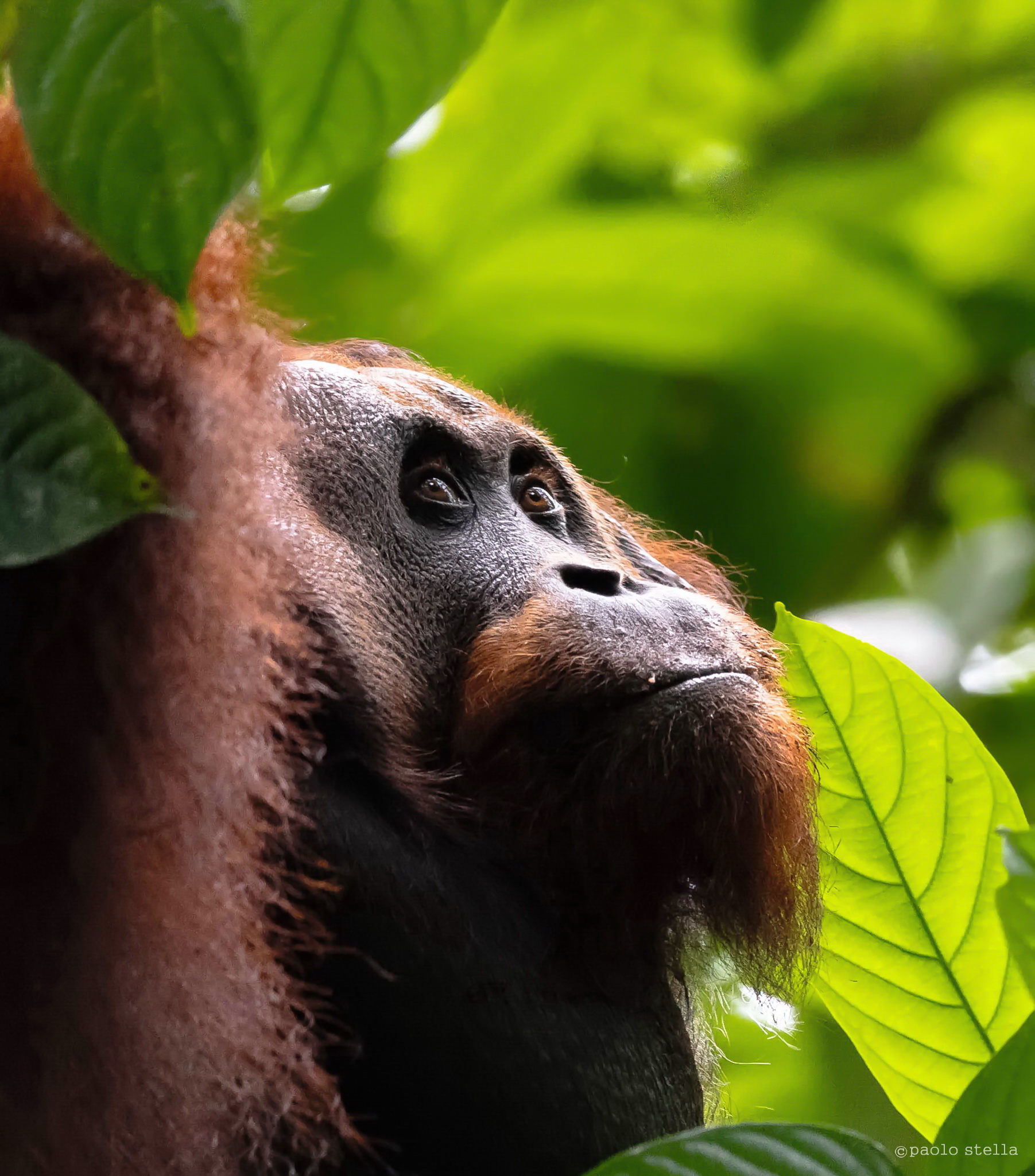 Orango del Borneo