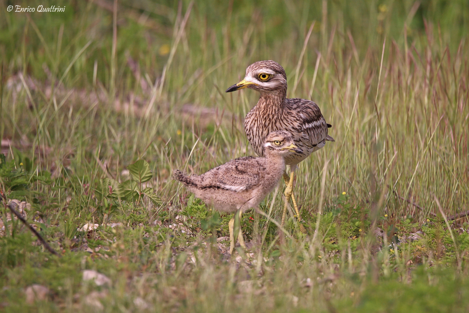 Occhione f con pullo