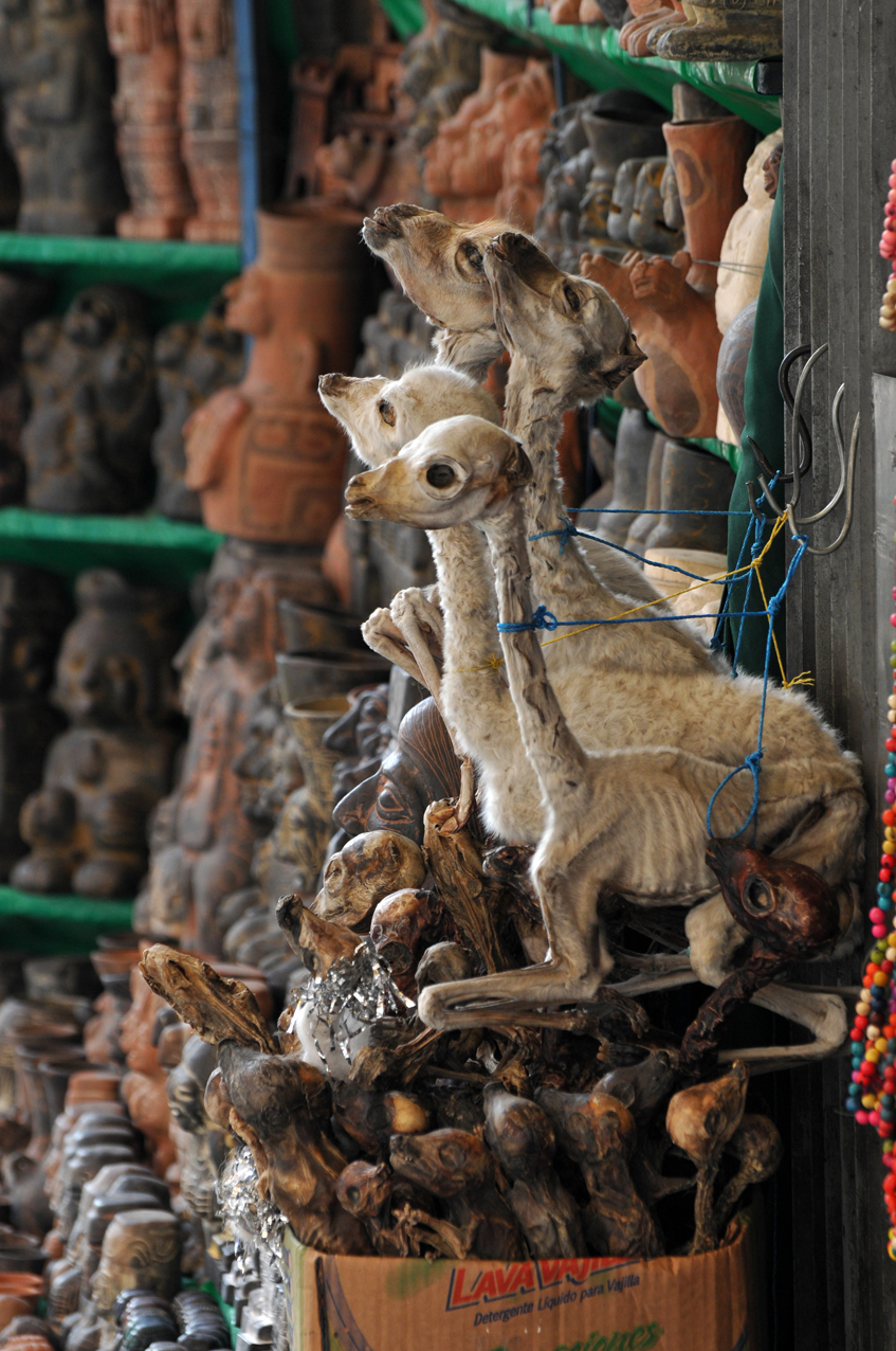 "Lama fetuses market of Cuzco" - Peru