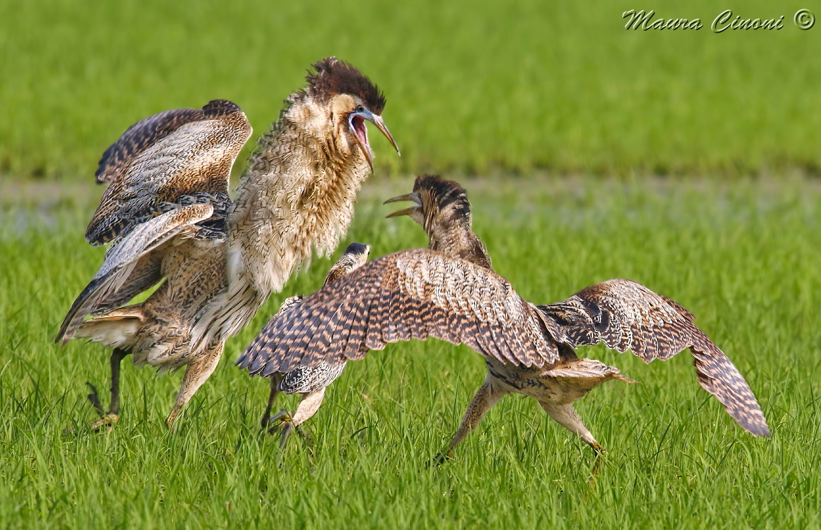 Bittern: The battle for the female!
