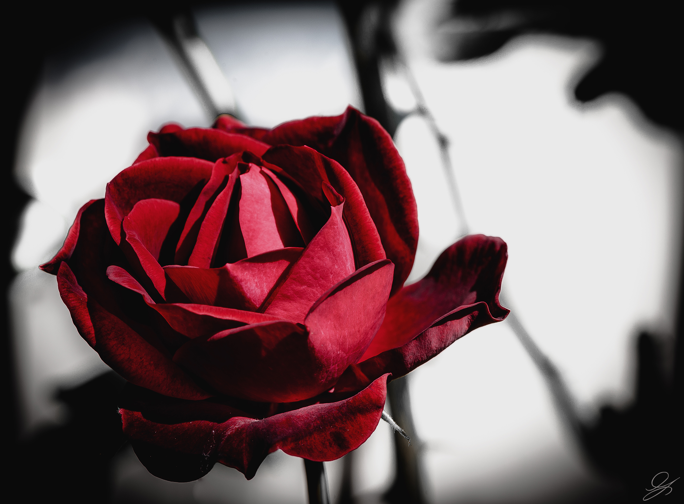 L'amore vince sempre