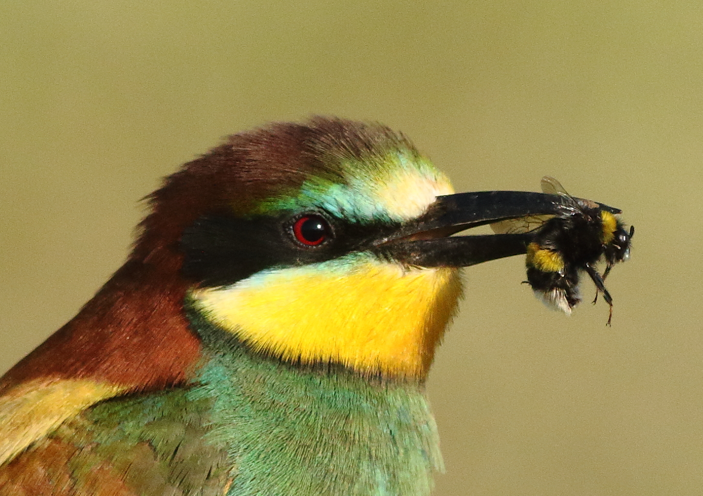 Bee-eater