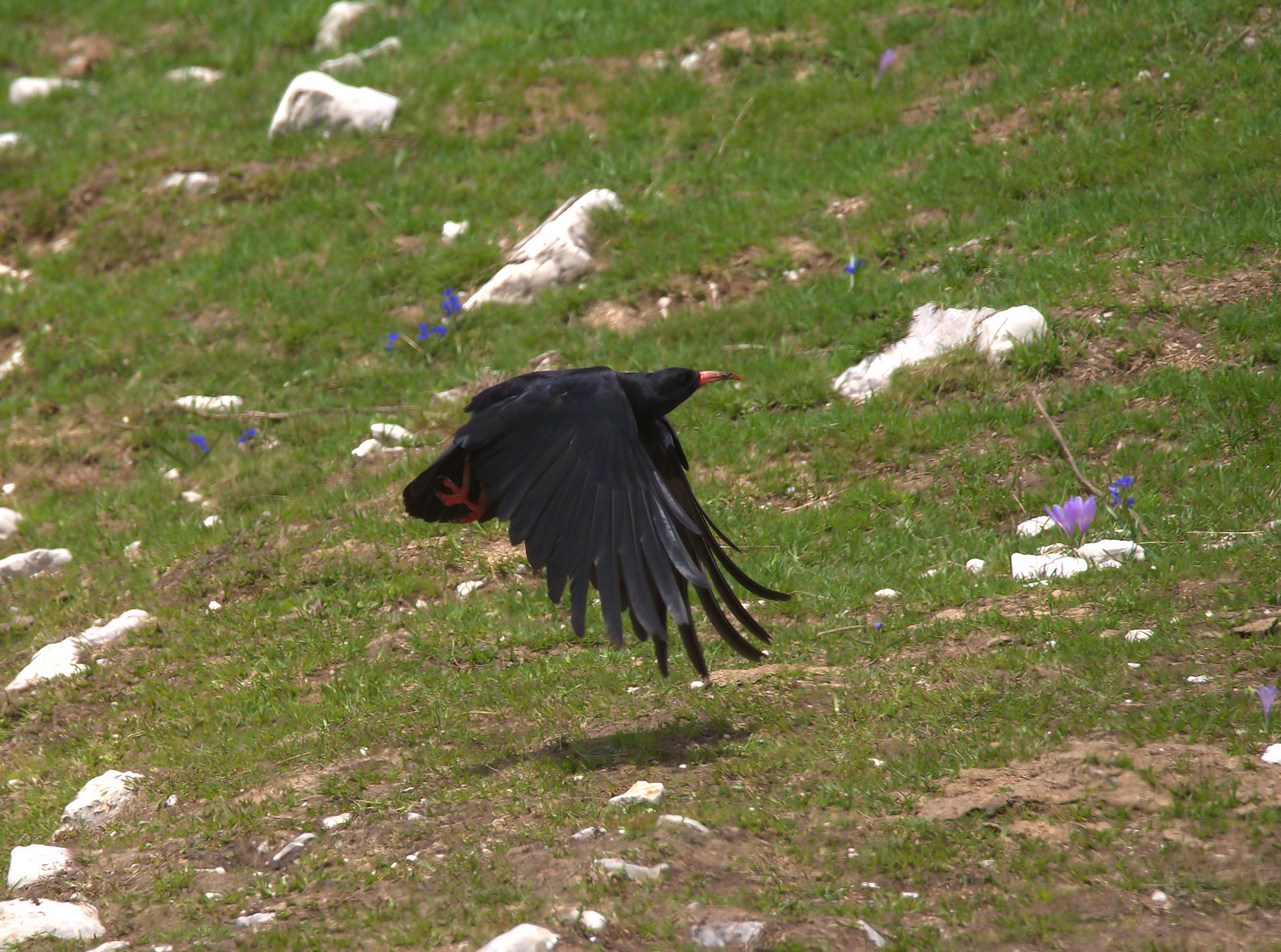 Coral Chough