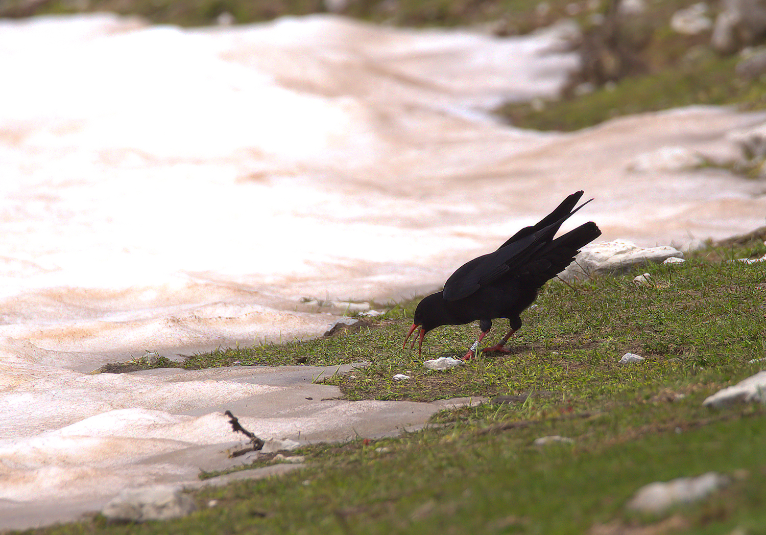 Coral Chough