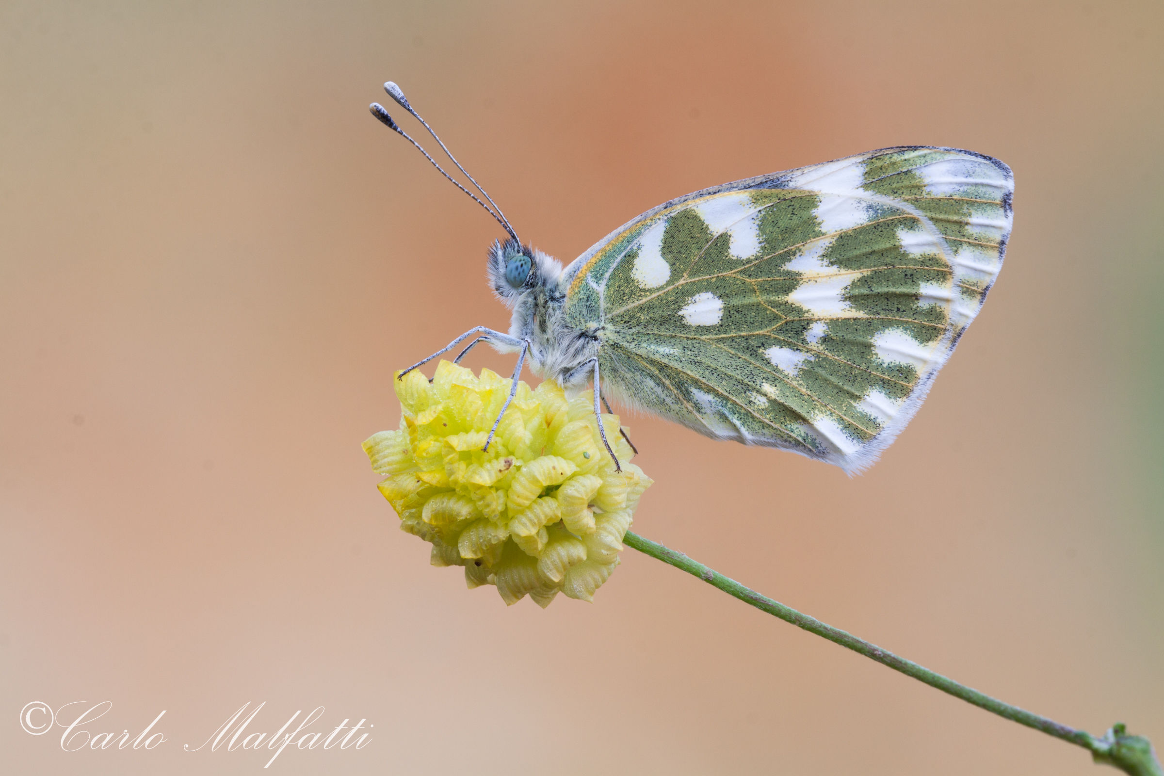 Prima Pontia di stagione