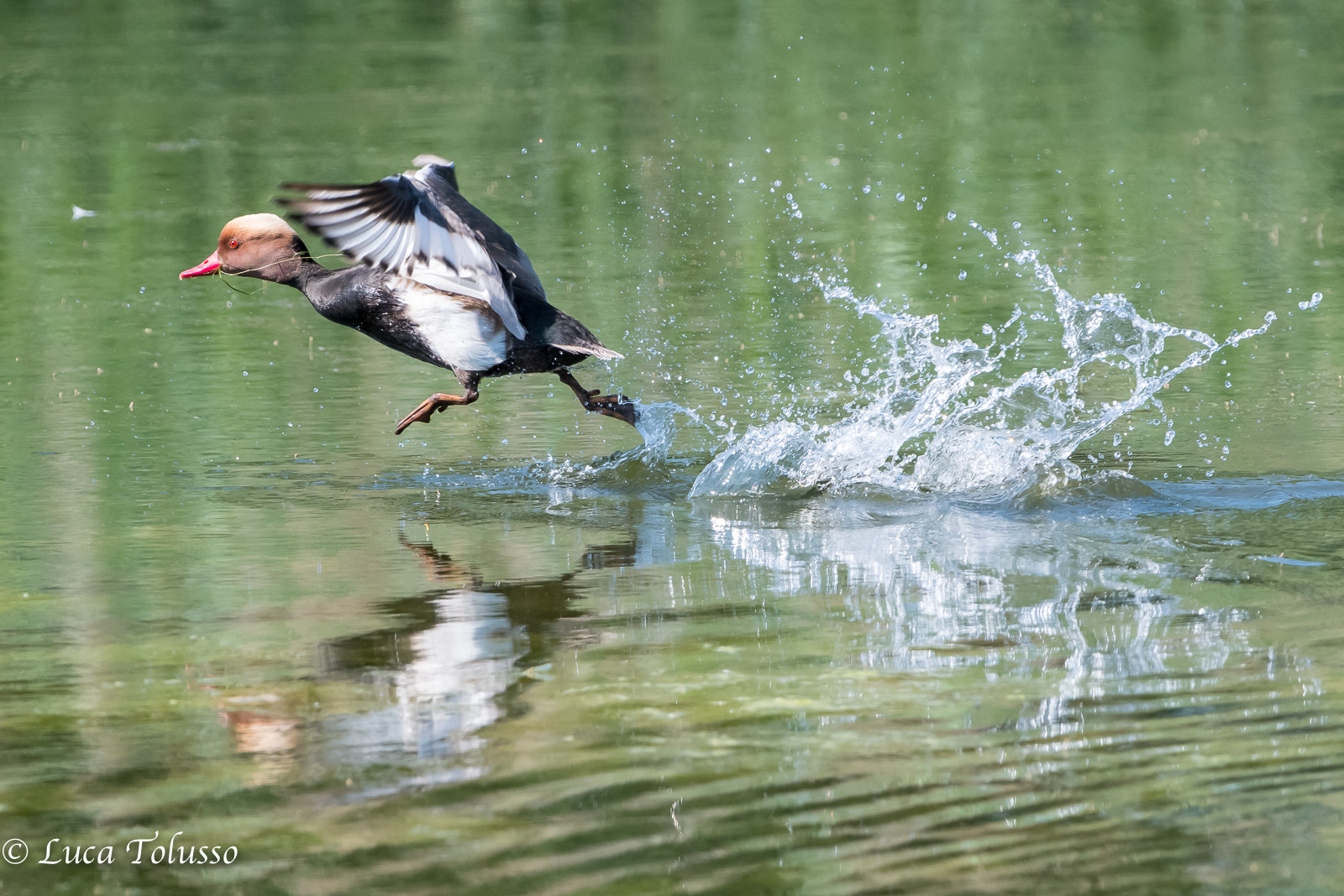 Turkish Pochard