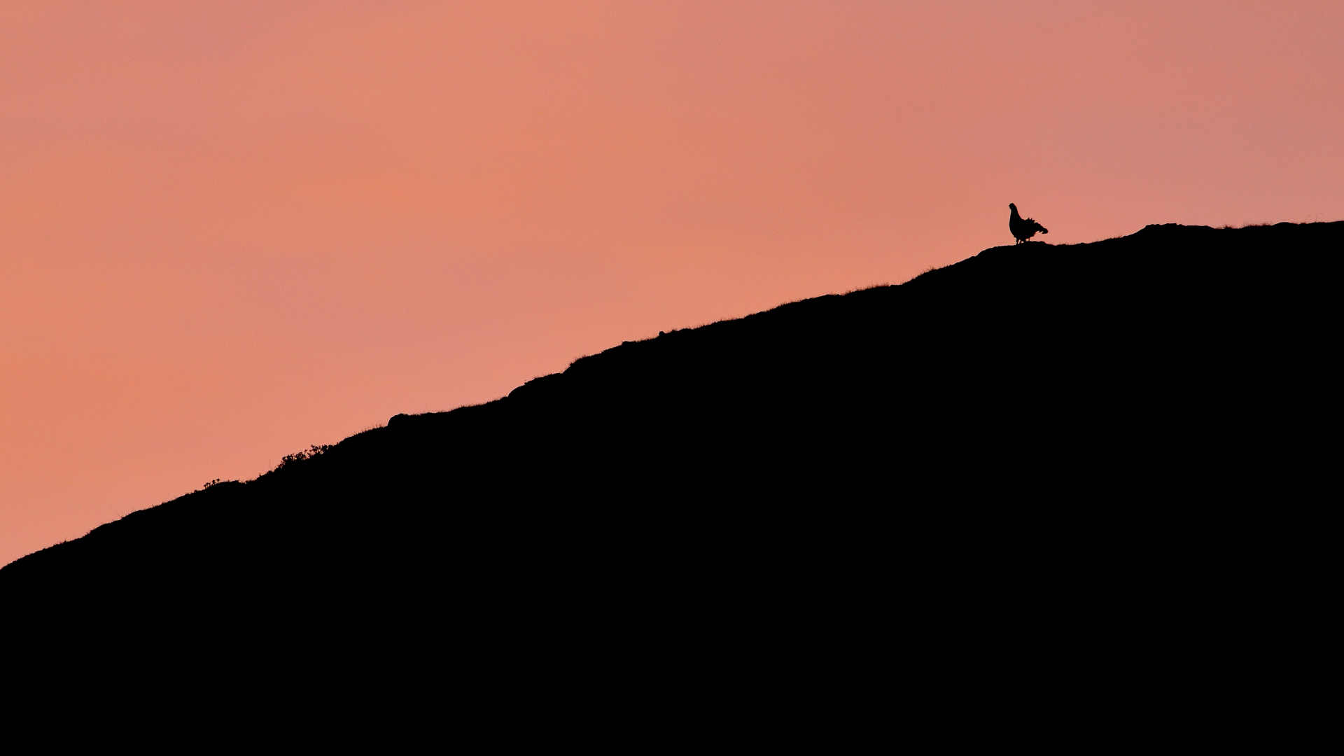 Gallo forcello all'alba